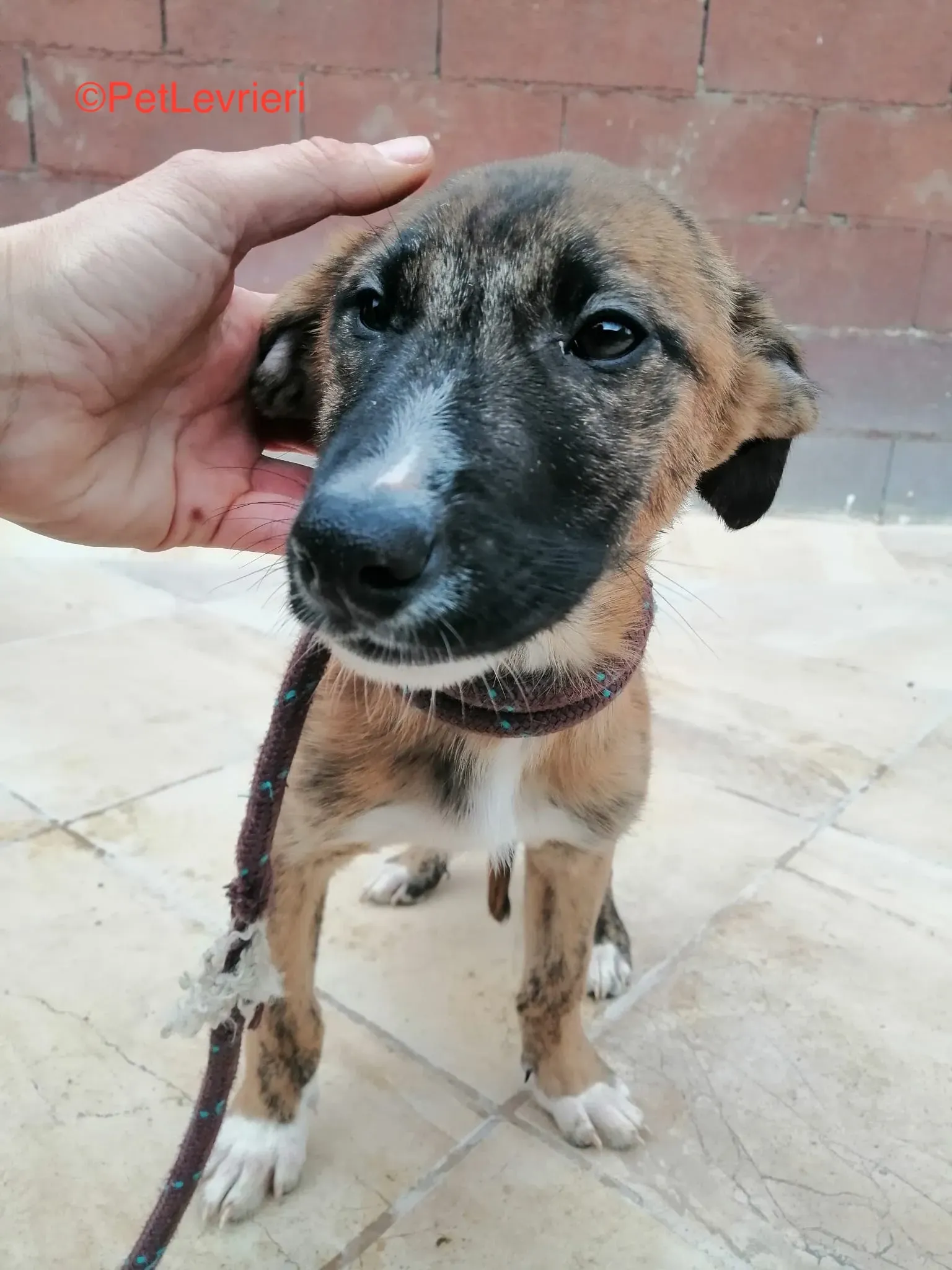 Campa adozioni levrieri. galgo 4