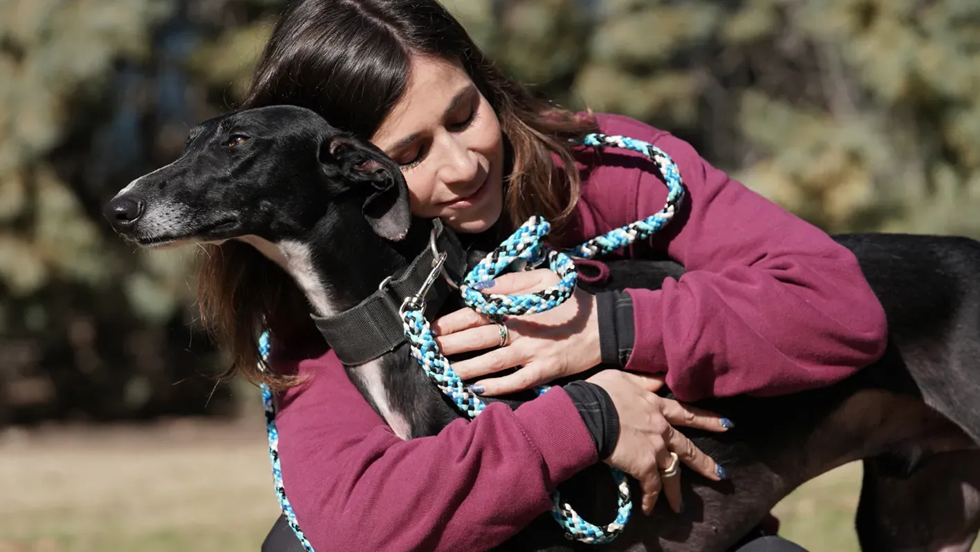 Campano galgo maschio nero adozione levriero 10