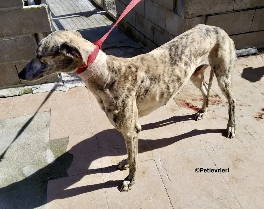 Camy adozione levrieri galgo 01