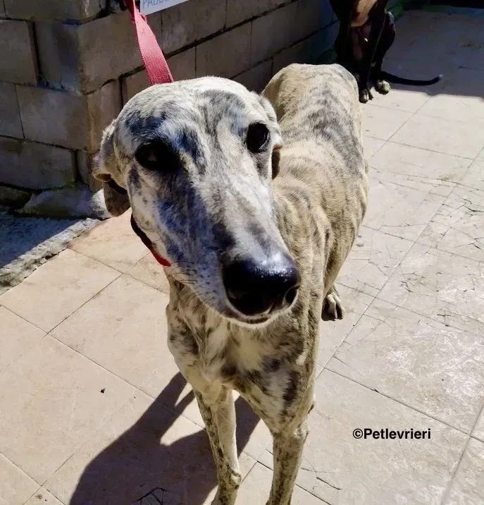 Camy adozione levrieri galgo 02 1