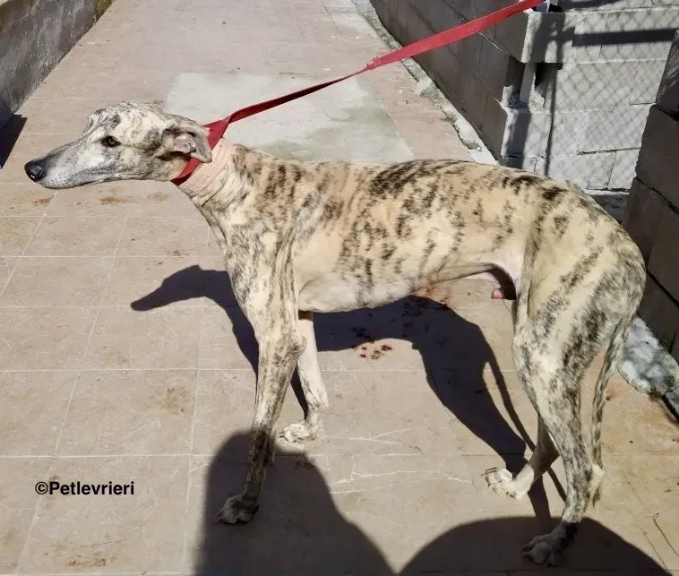 Camy adozione levrieri galgo 03