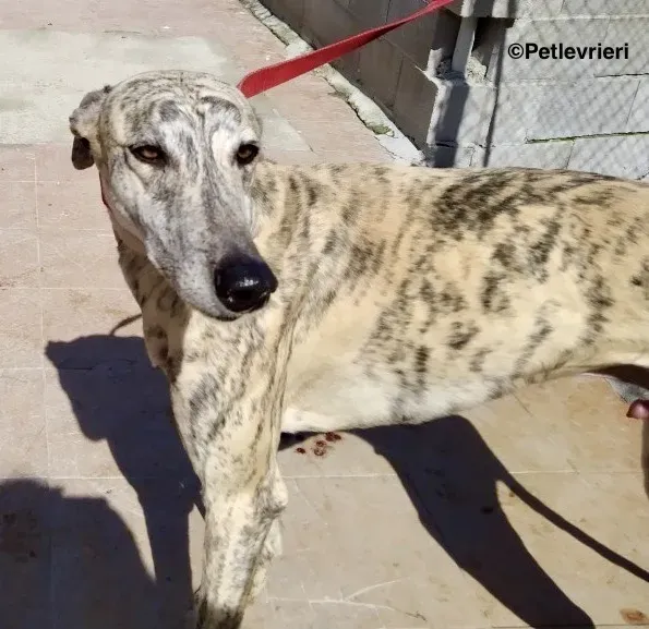 Camy adozione levrieri galgo 04