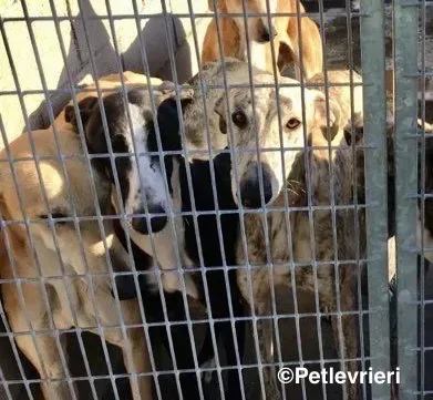 Camy adozione levrieri galgo 05