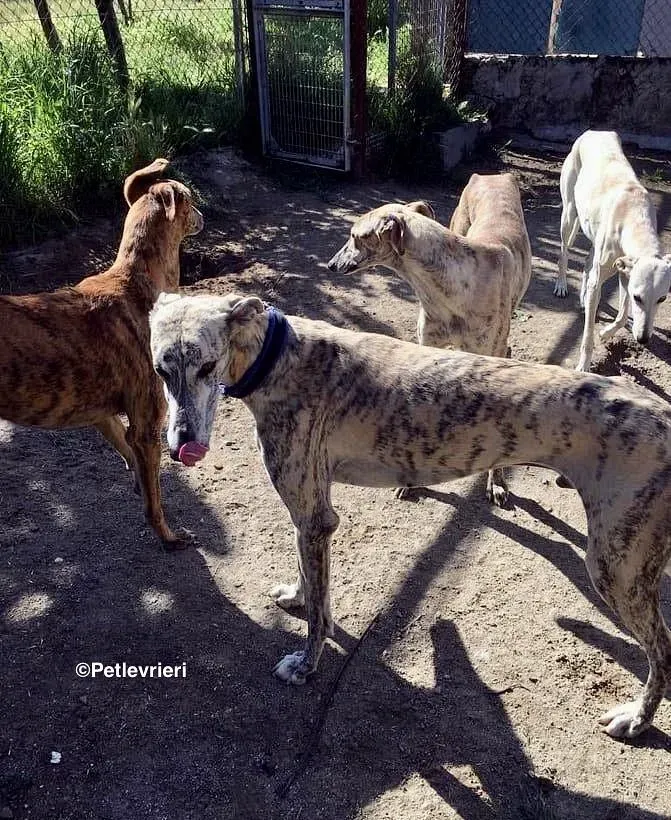 Camy adozione levrieri galgo 1