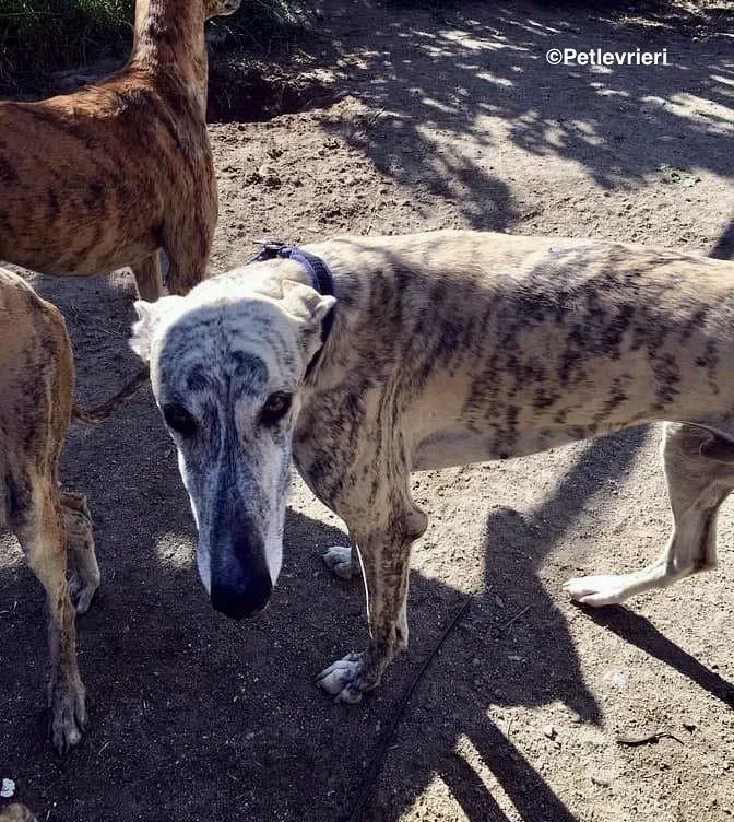 Camy adozione levrieri galgo 2