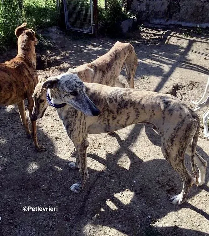 Camy adozione levrieri galgo 3