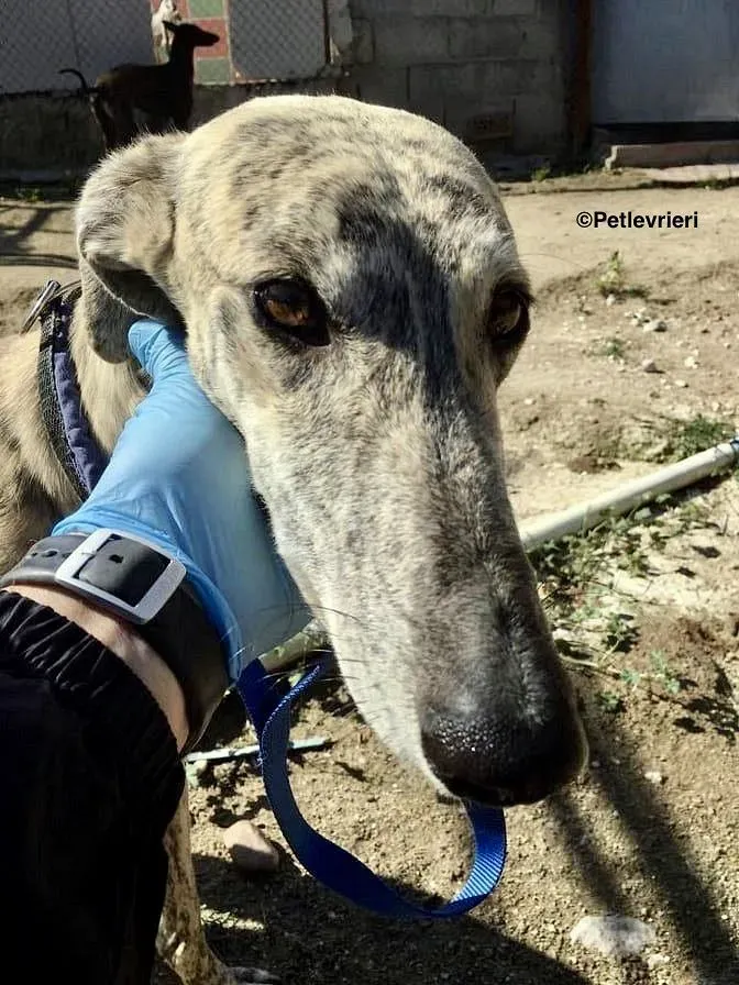 Camy adozione levrieri galgo 4