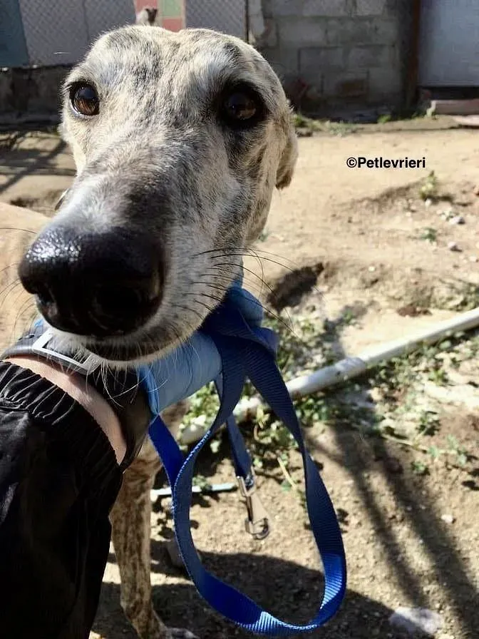 Camy adozione levrieri galgo 5