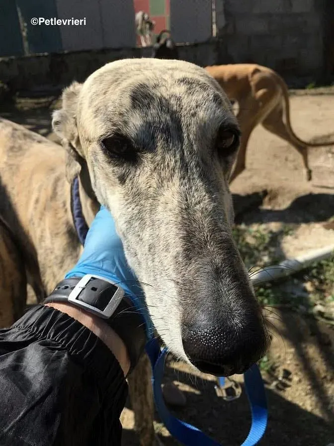 Camy adozione levrieri galgo 6