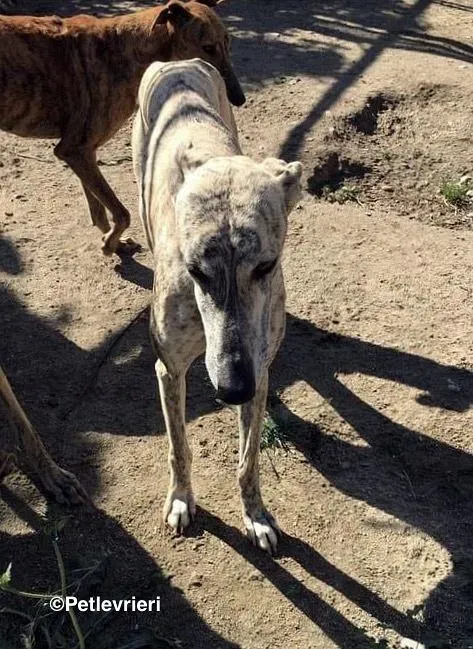 Camy adozione levrieri galgo 7