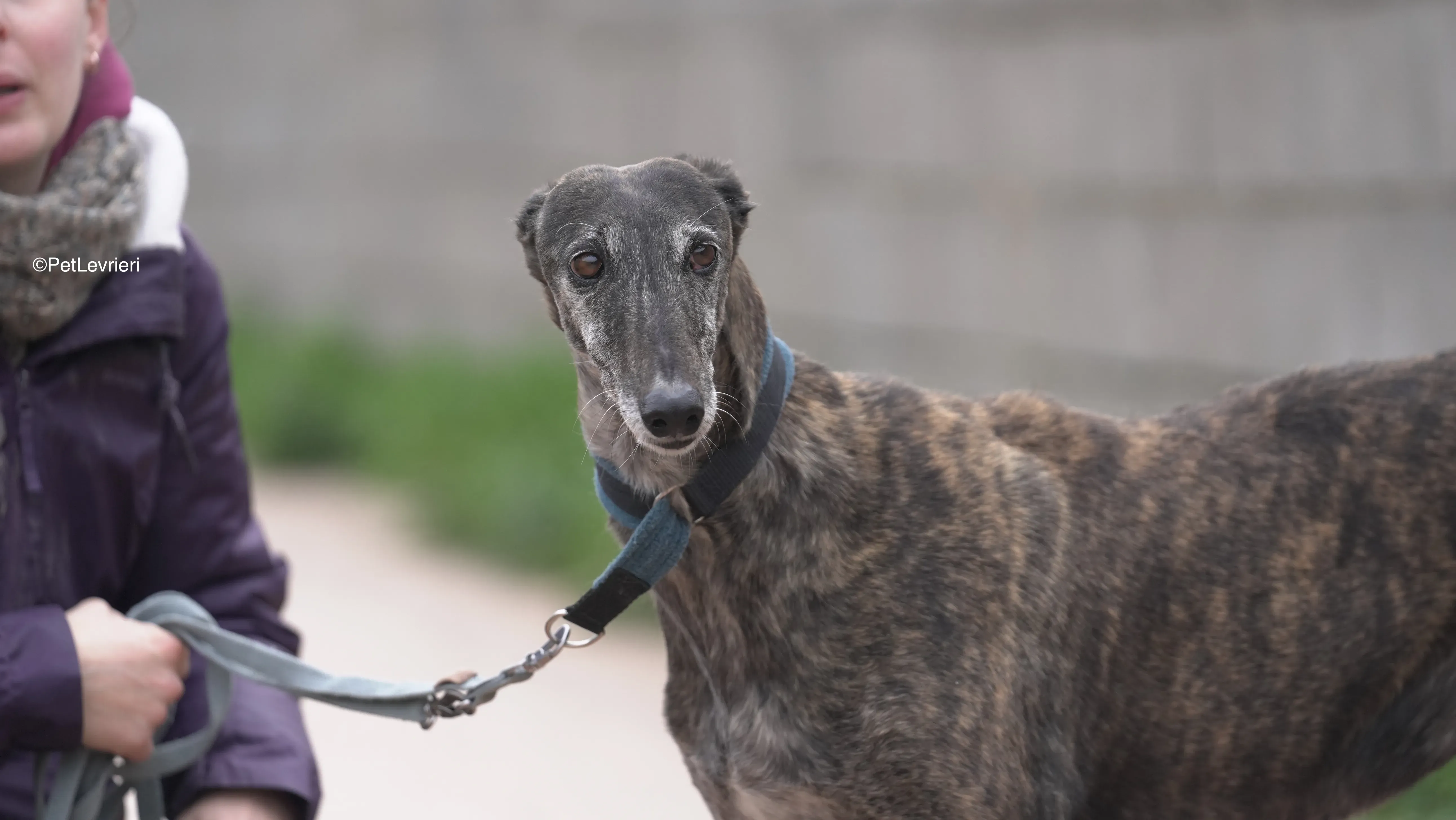 Candy adozione galgo pet levrieri 1