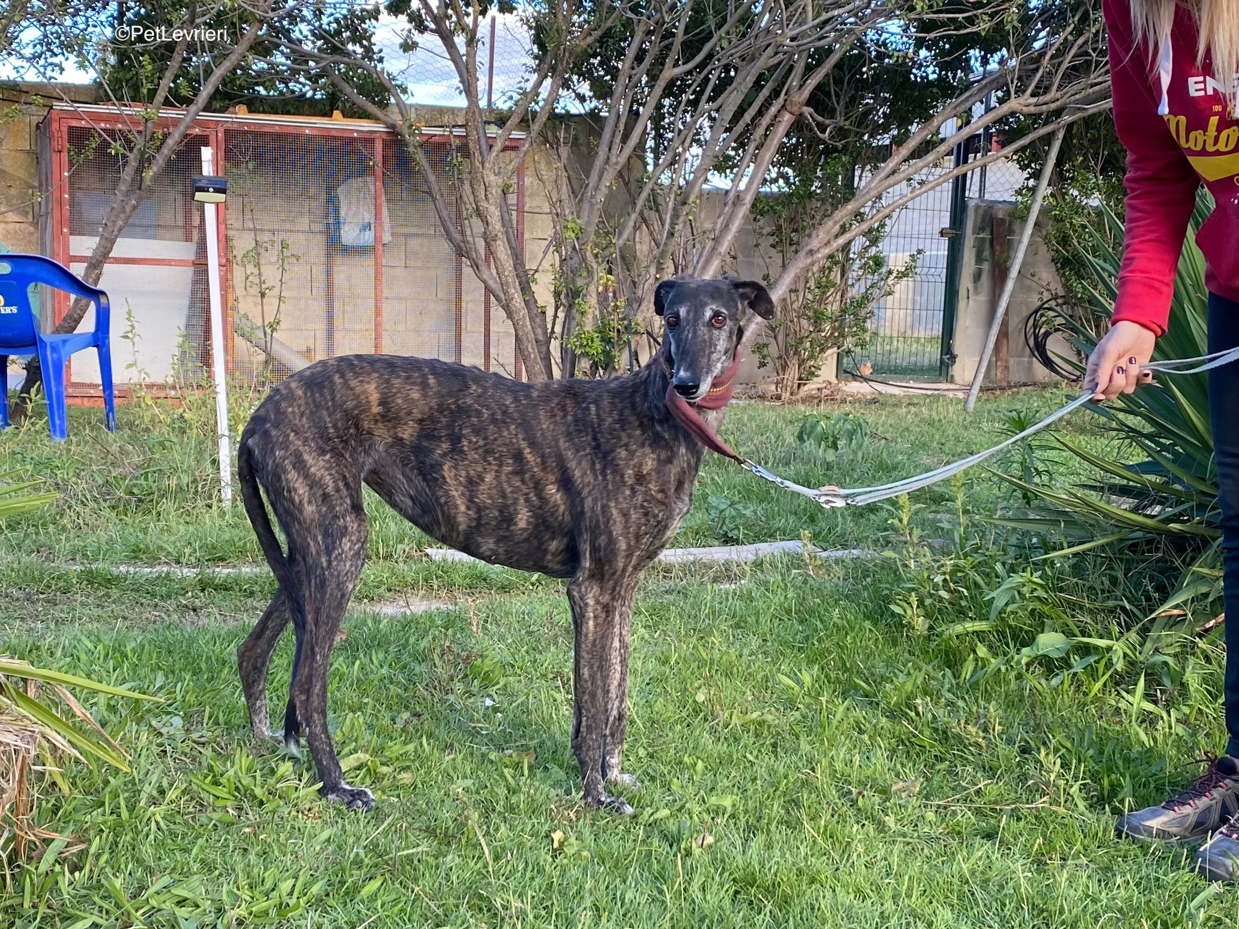 Candy adozione galgo pet levrieri 10