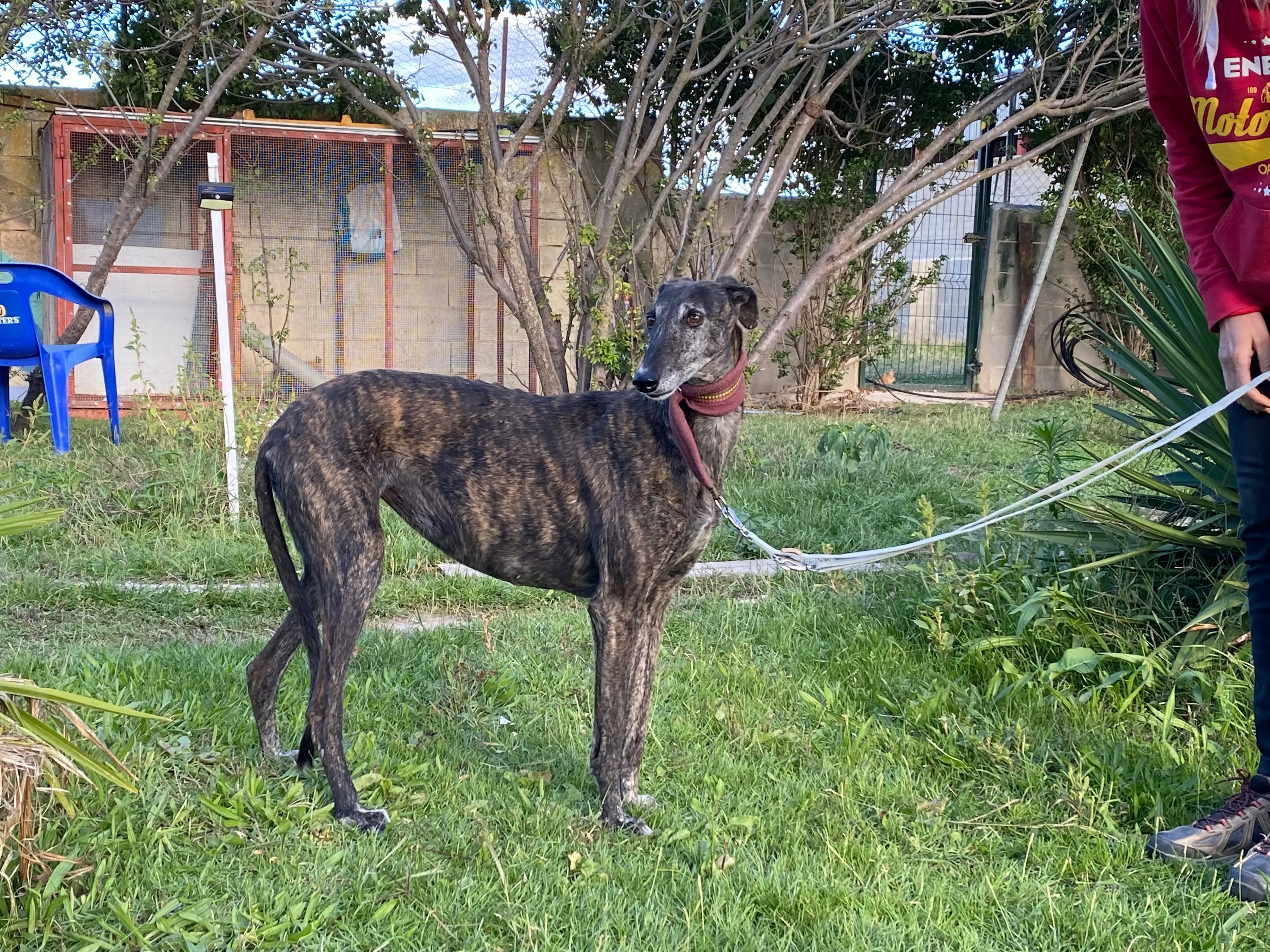 Candy adozione galgo pet levrieri 11