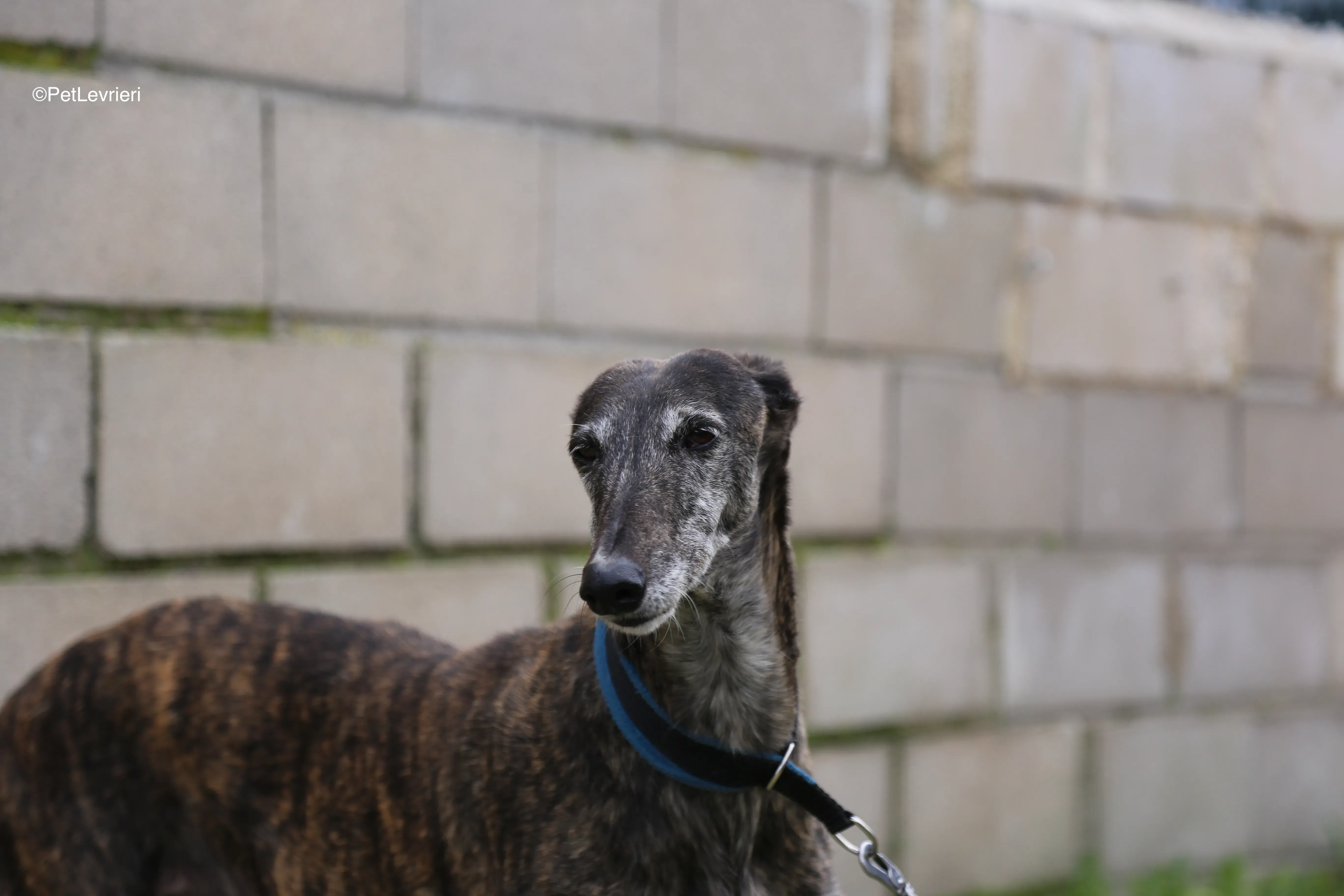 Candy adozione galgo pet levrieri 2