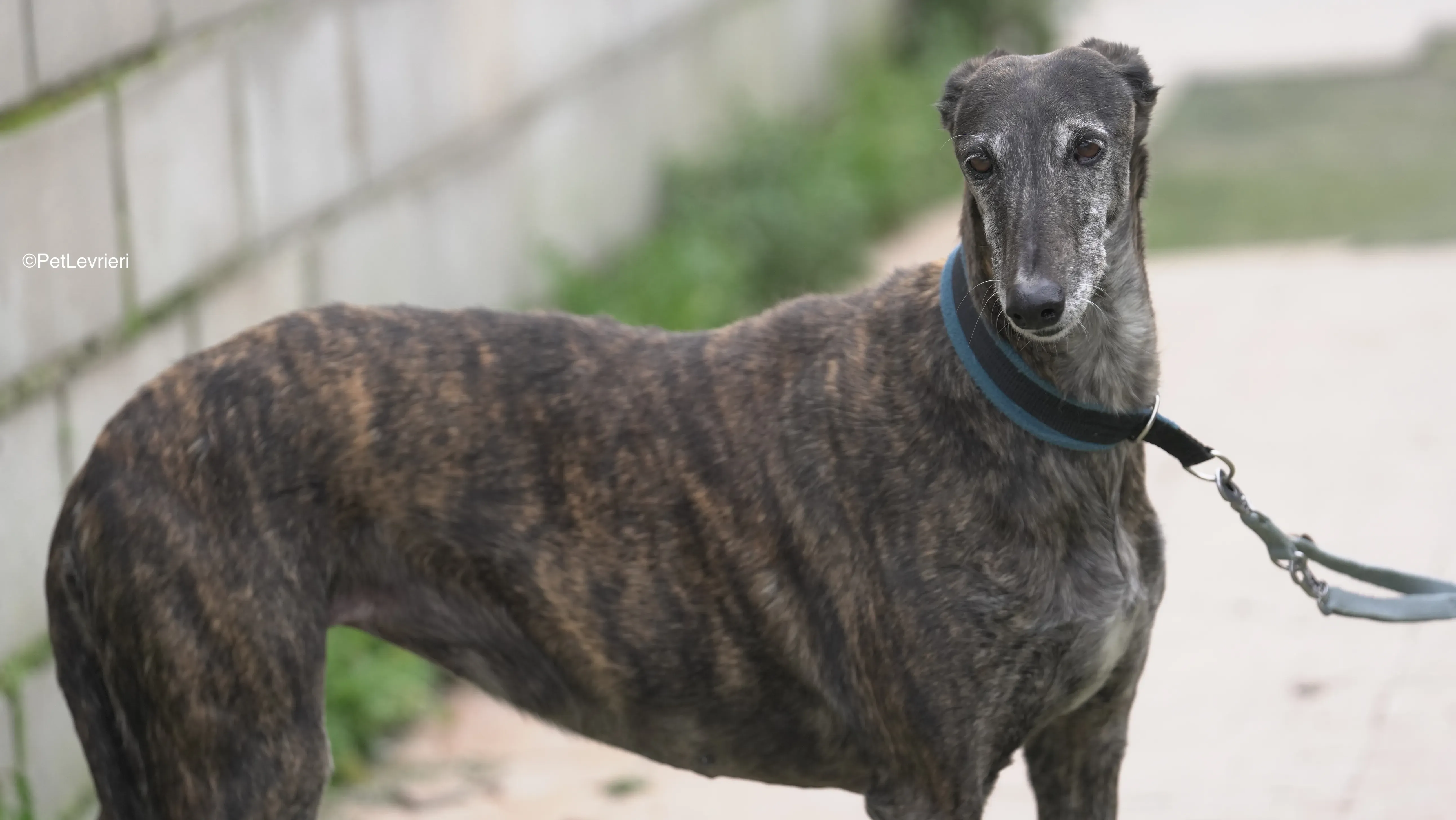 Candy adozione galgo pet levrieri 3