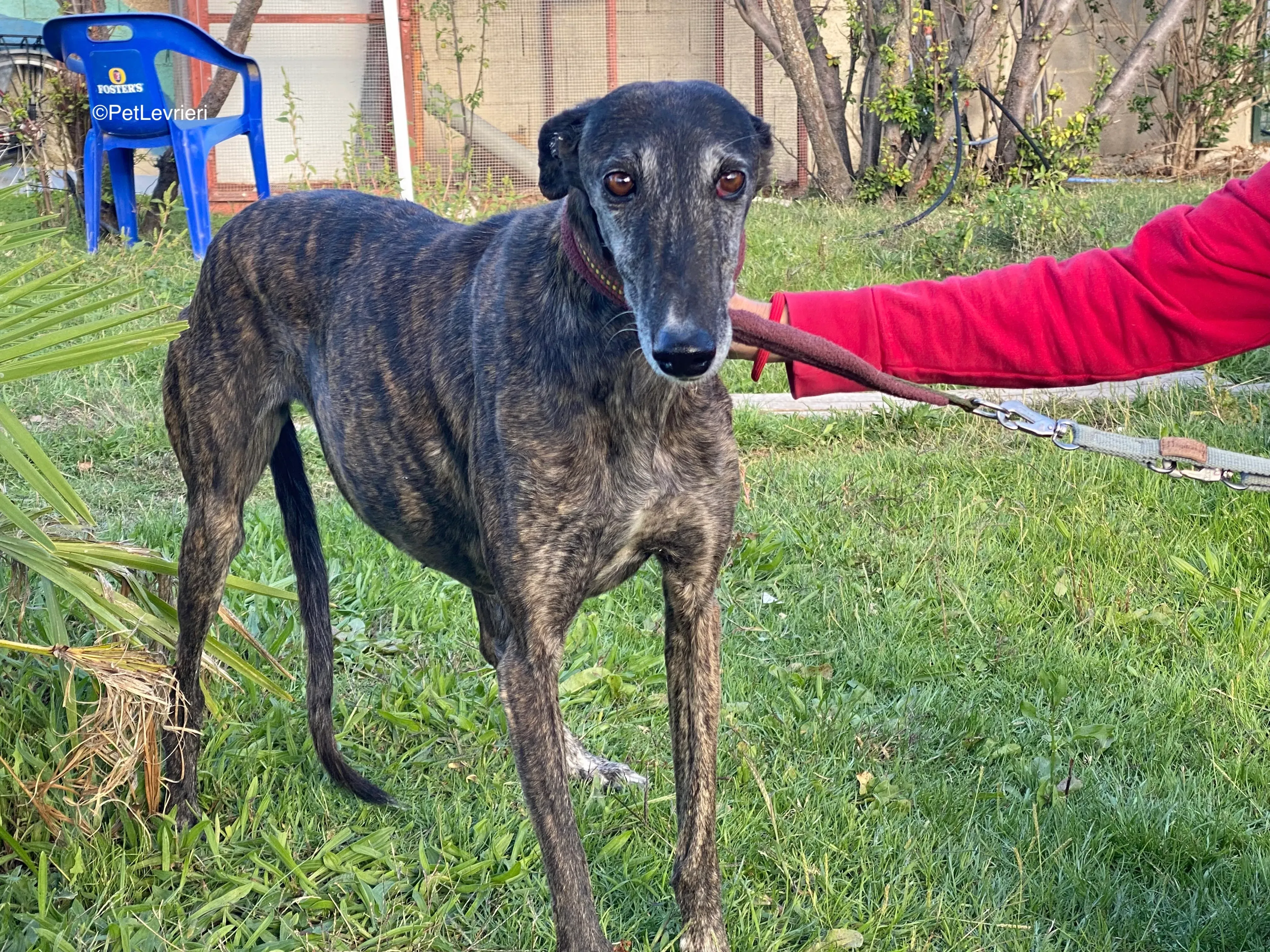 Candy adozione galgo pet levrieri 2 1
