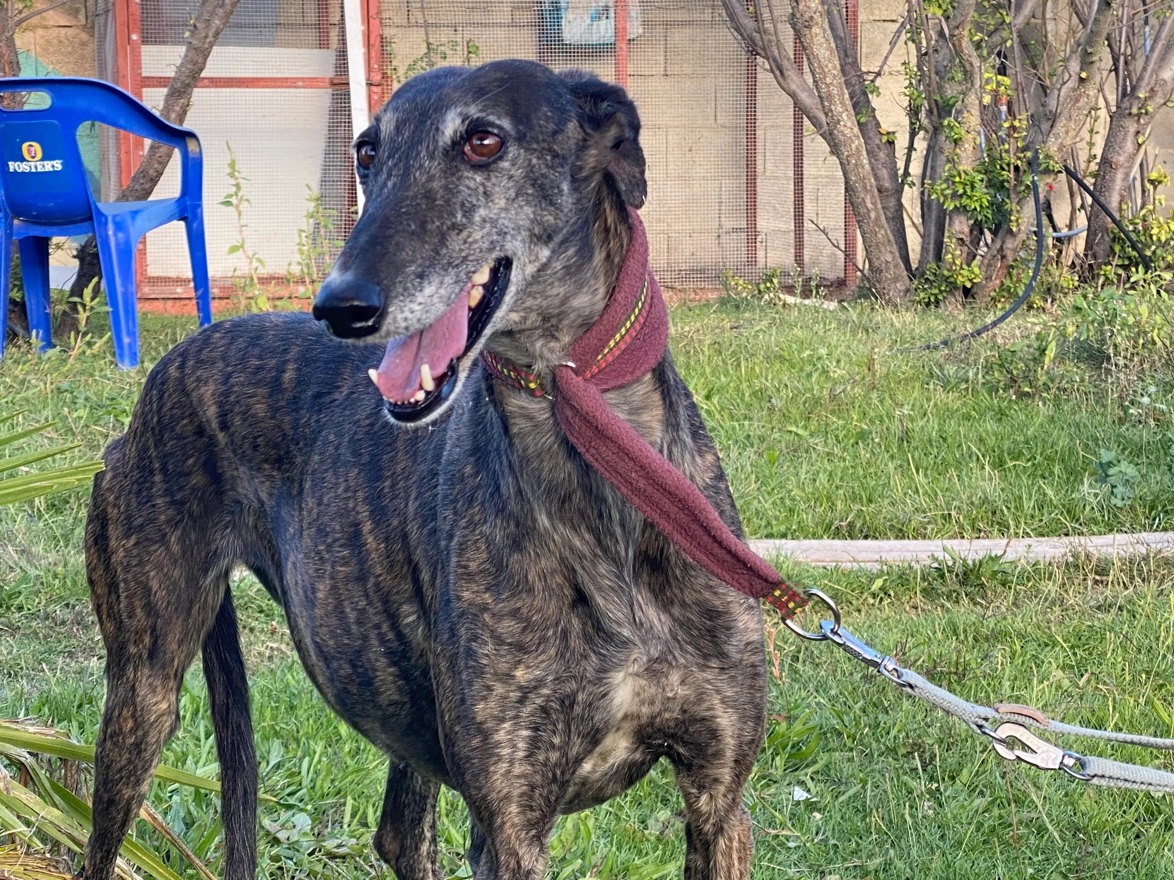Candy adozione galgo pet levrieri 4