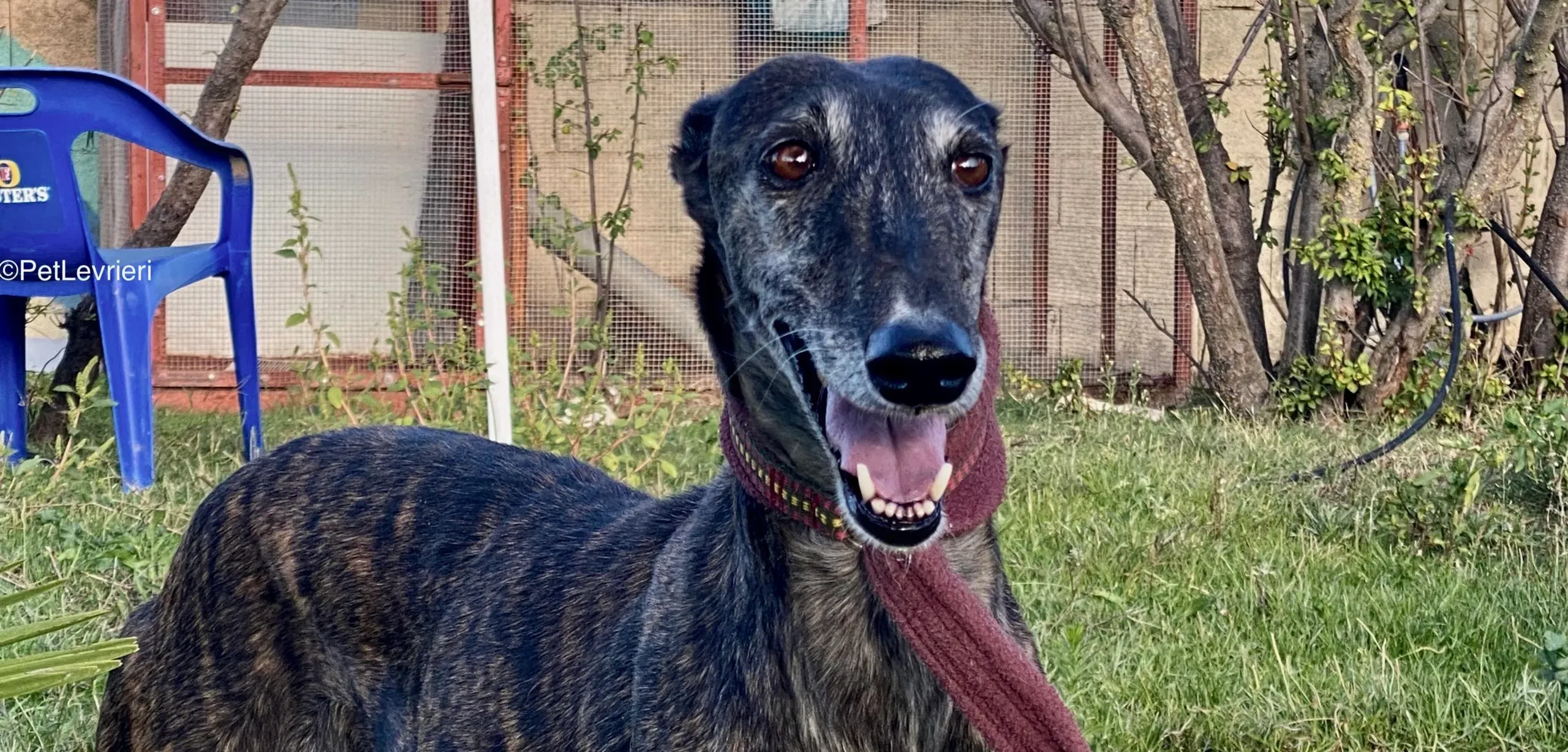 Candy adozione galgo pet levrieri 6 scaled e1701360581146