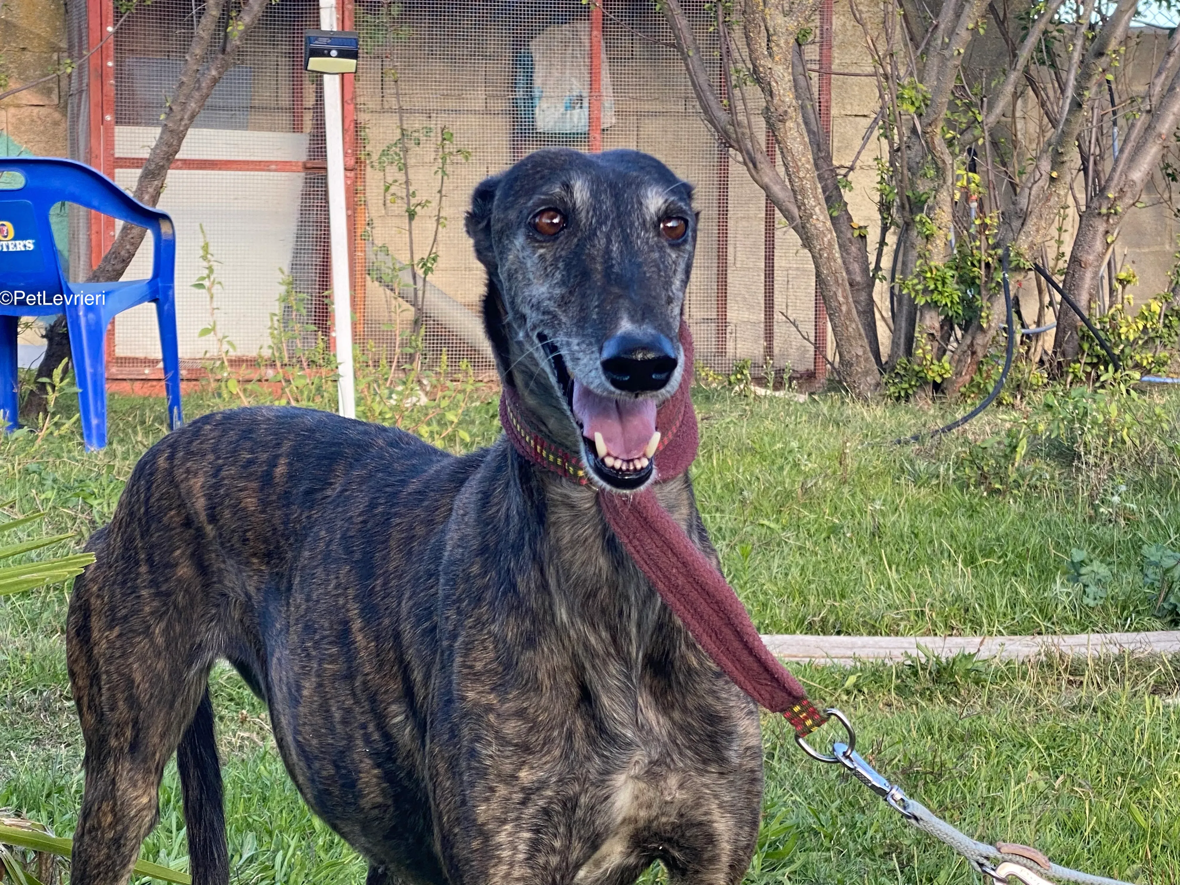 Candy adozione galgo pet levrieri 6