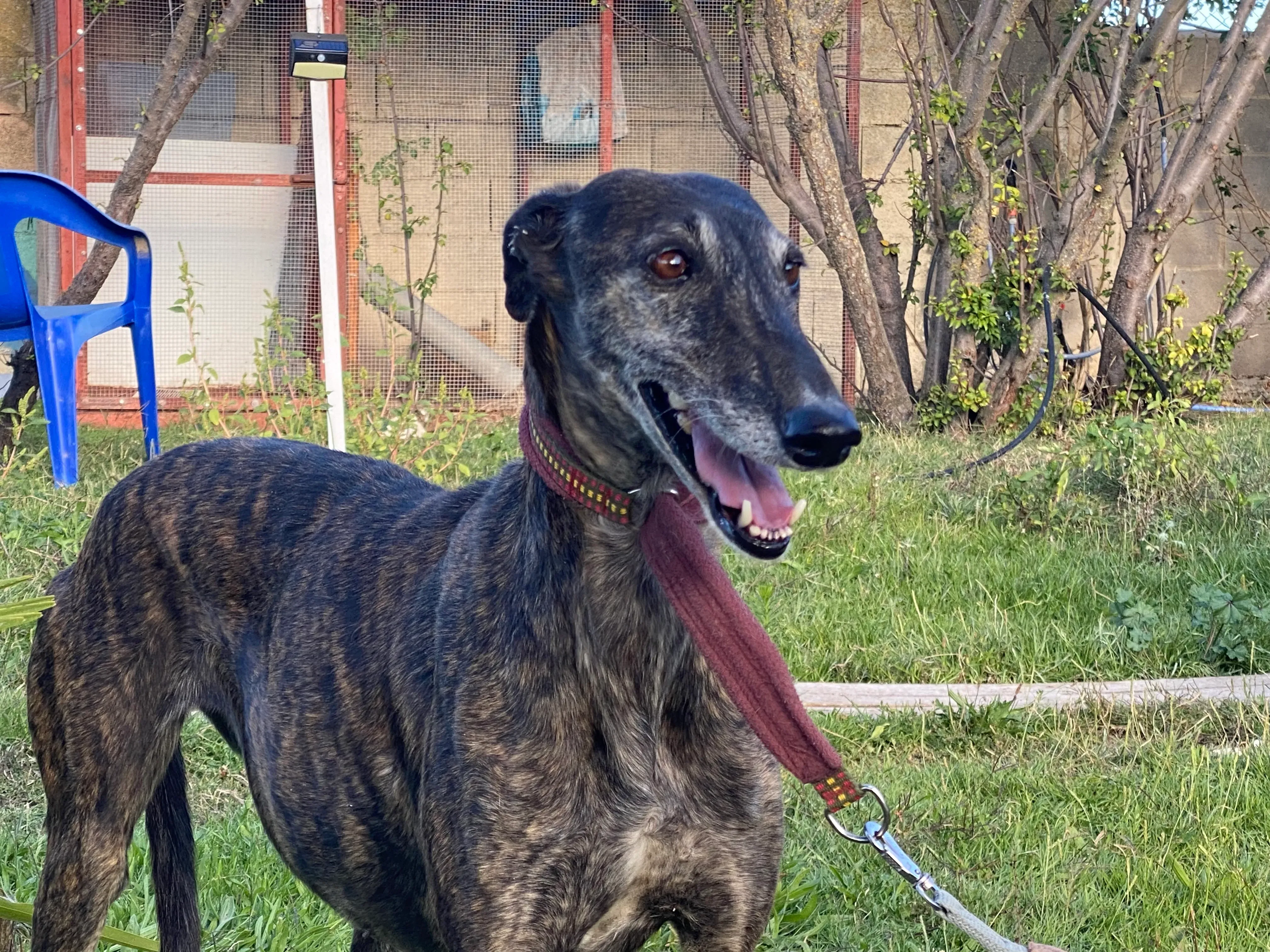 Candy adozione galgo pet levrieri 7