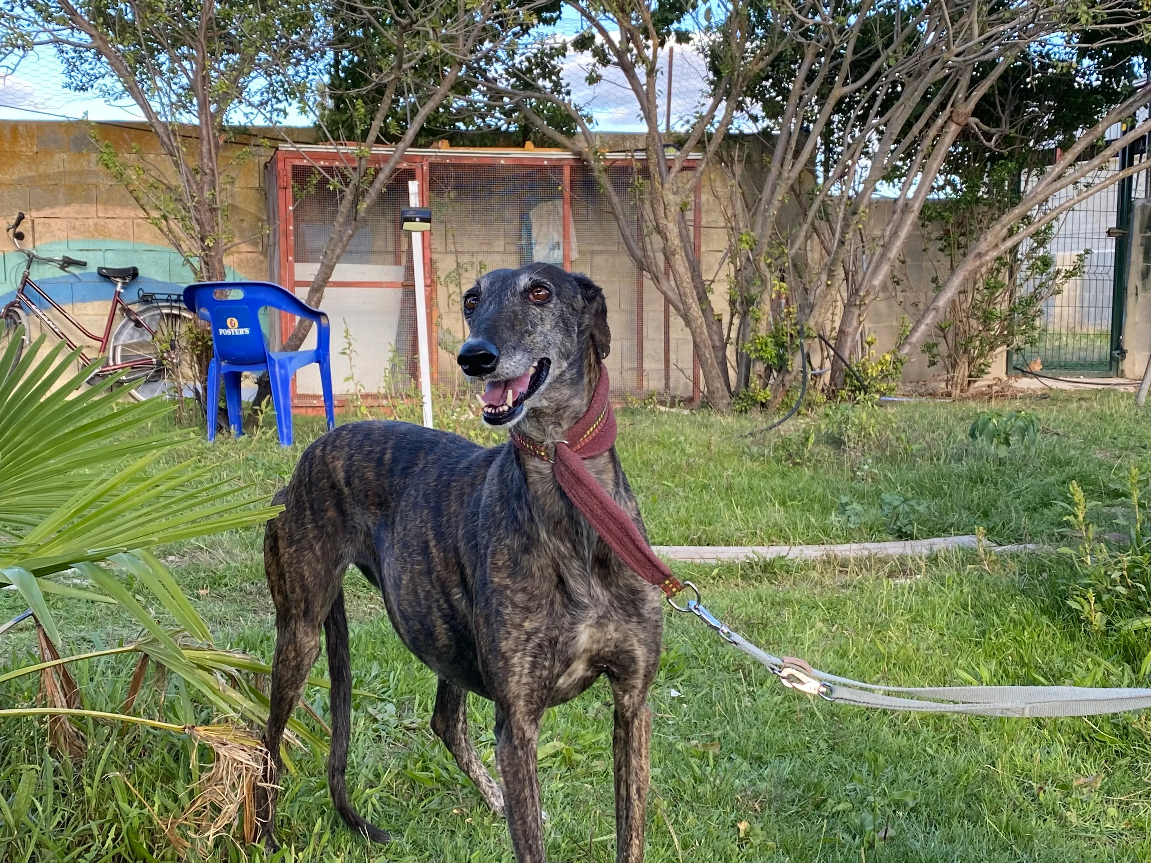 Candy adozione galgo pet levrieri 8