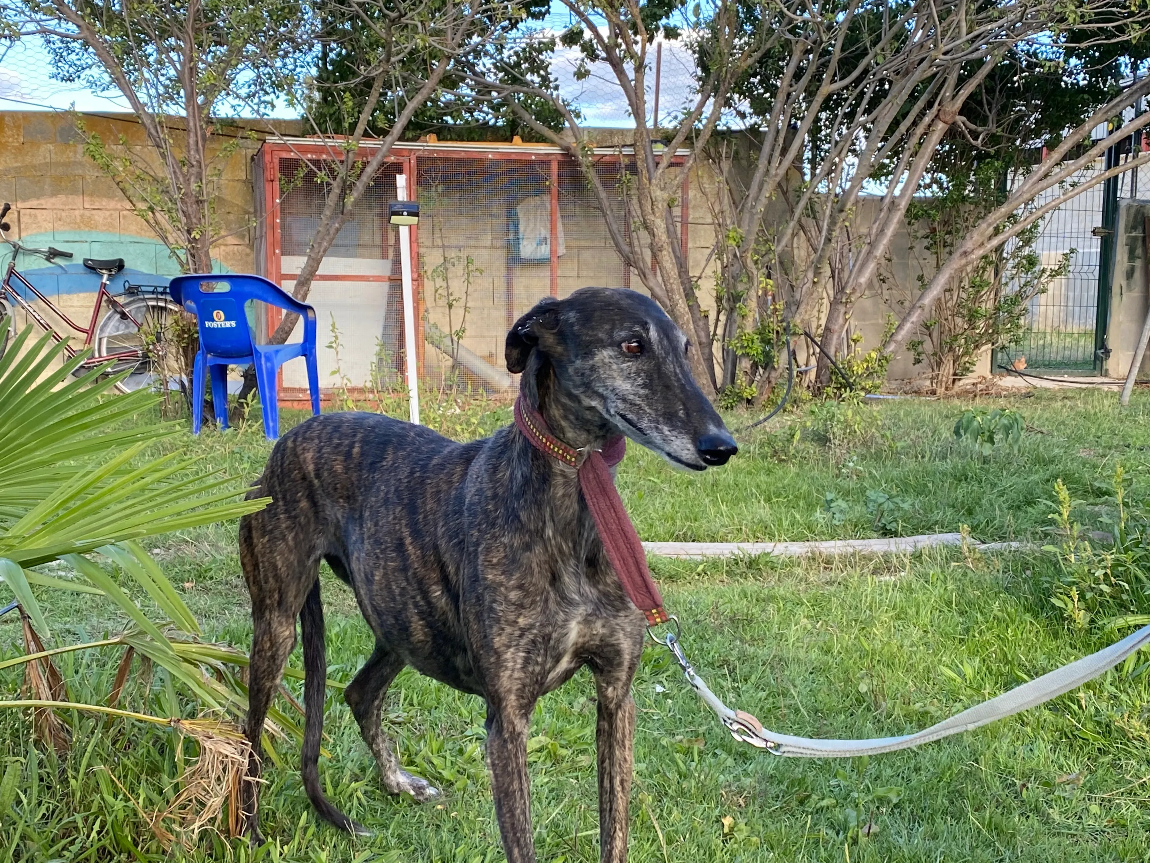 Candy adozione galgo pet levrieri 9