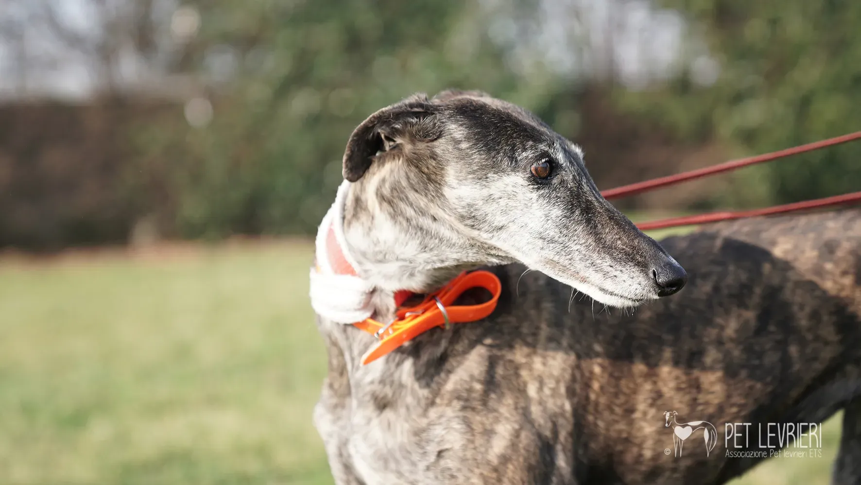 Candy galgo femmina adozione galgo arrivo 17febbraio 24 117