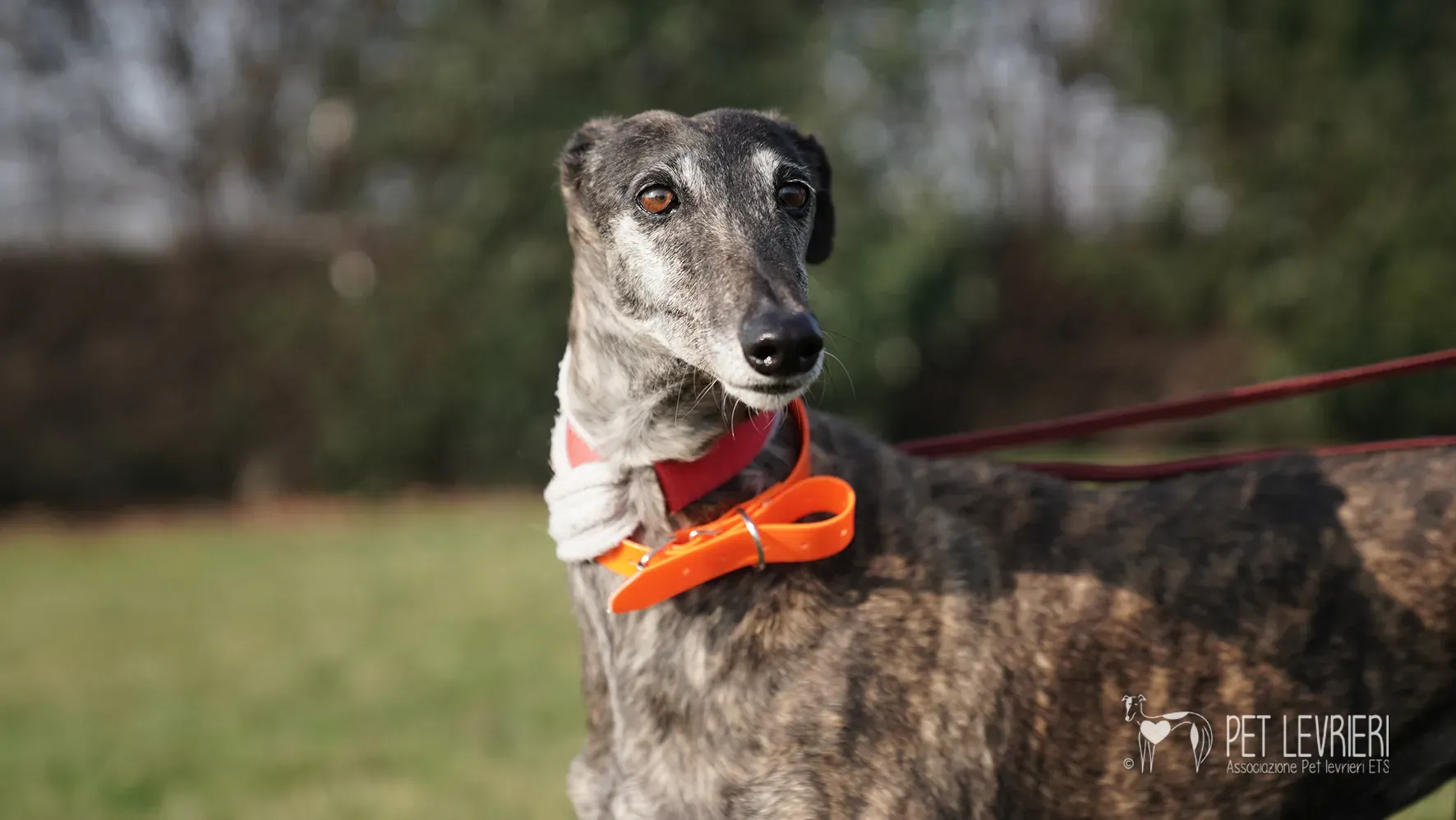 Candy galgo femmina adozione galgo arrivo 17febbraio 24 118