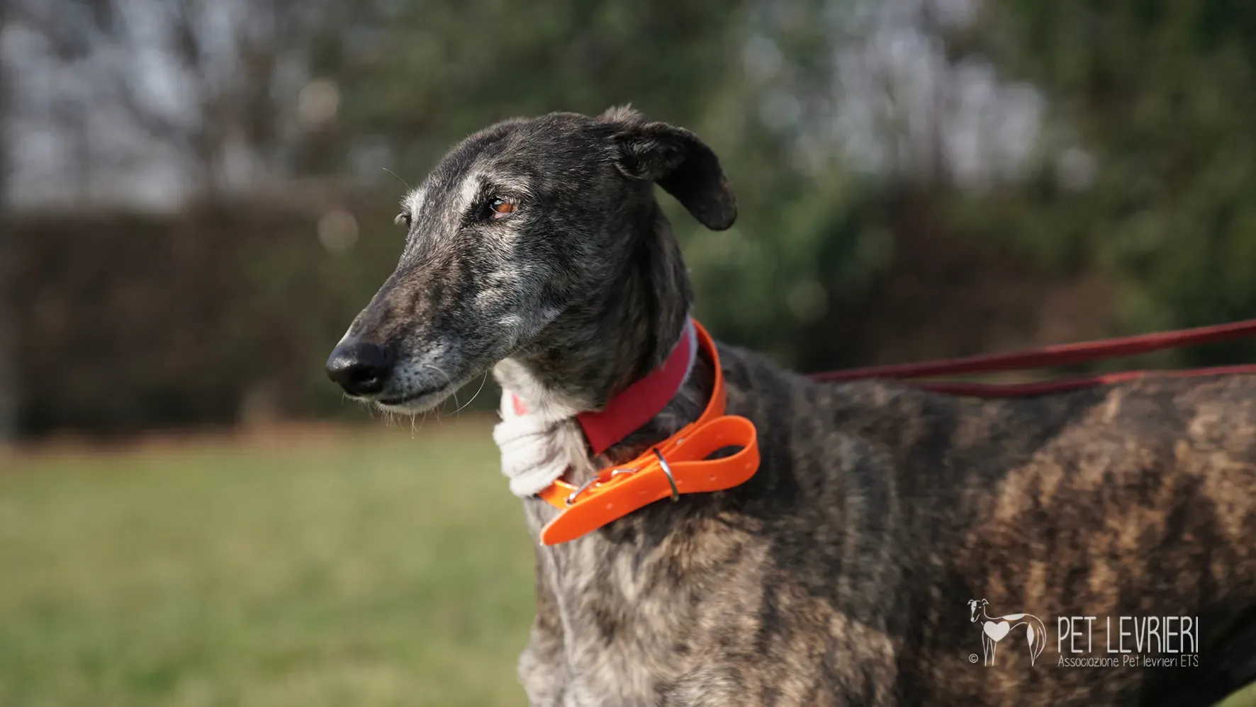 Candy galgo femmina adozione galgo arrivo 17febbraio 24 119