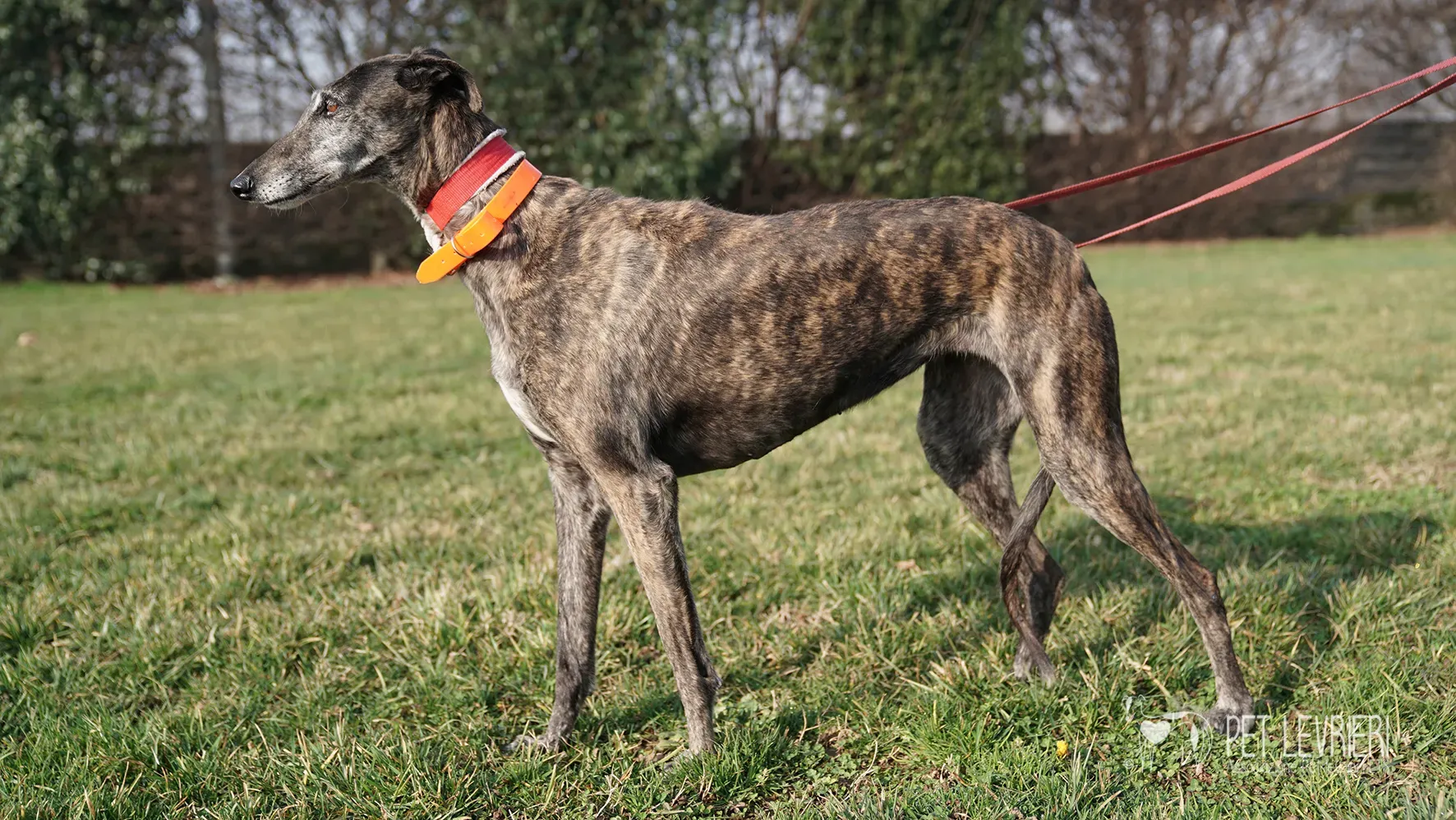 Candy galgo femmina adozione galgo arrivo 17febbraio 24 120