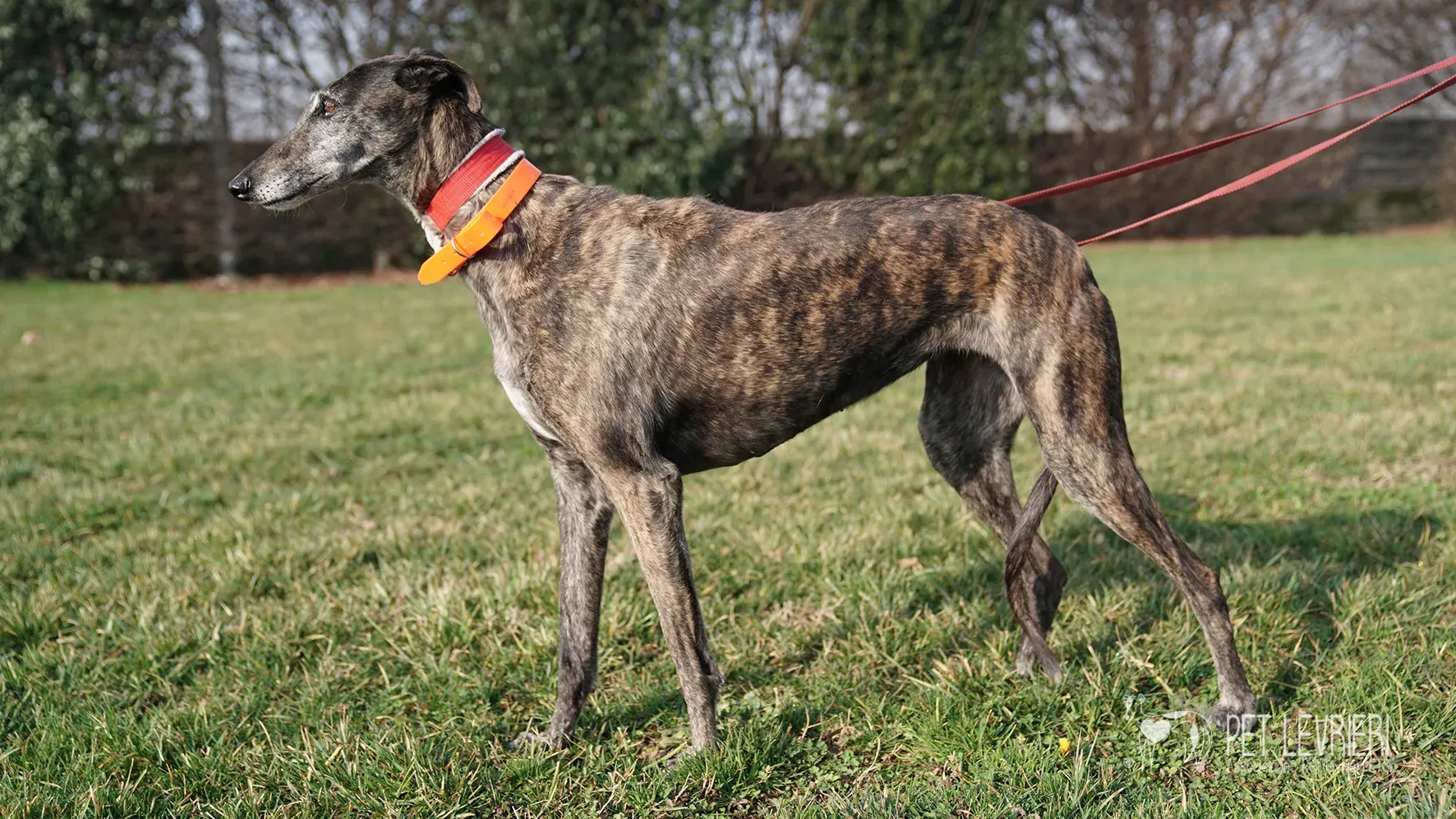 Candy galgo femmina adozione galgo arrivo 17febbraio 24 121