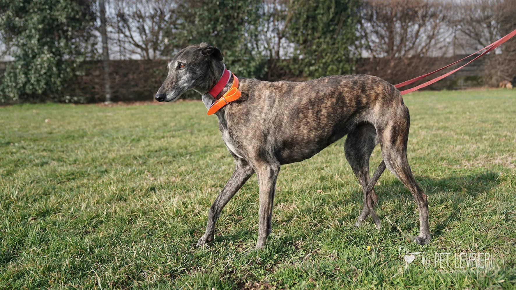 Candy galgo femmina adozione galgo arrivo 17febbraio 24 122