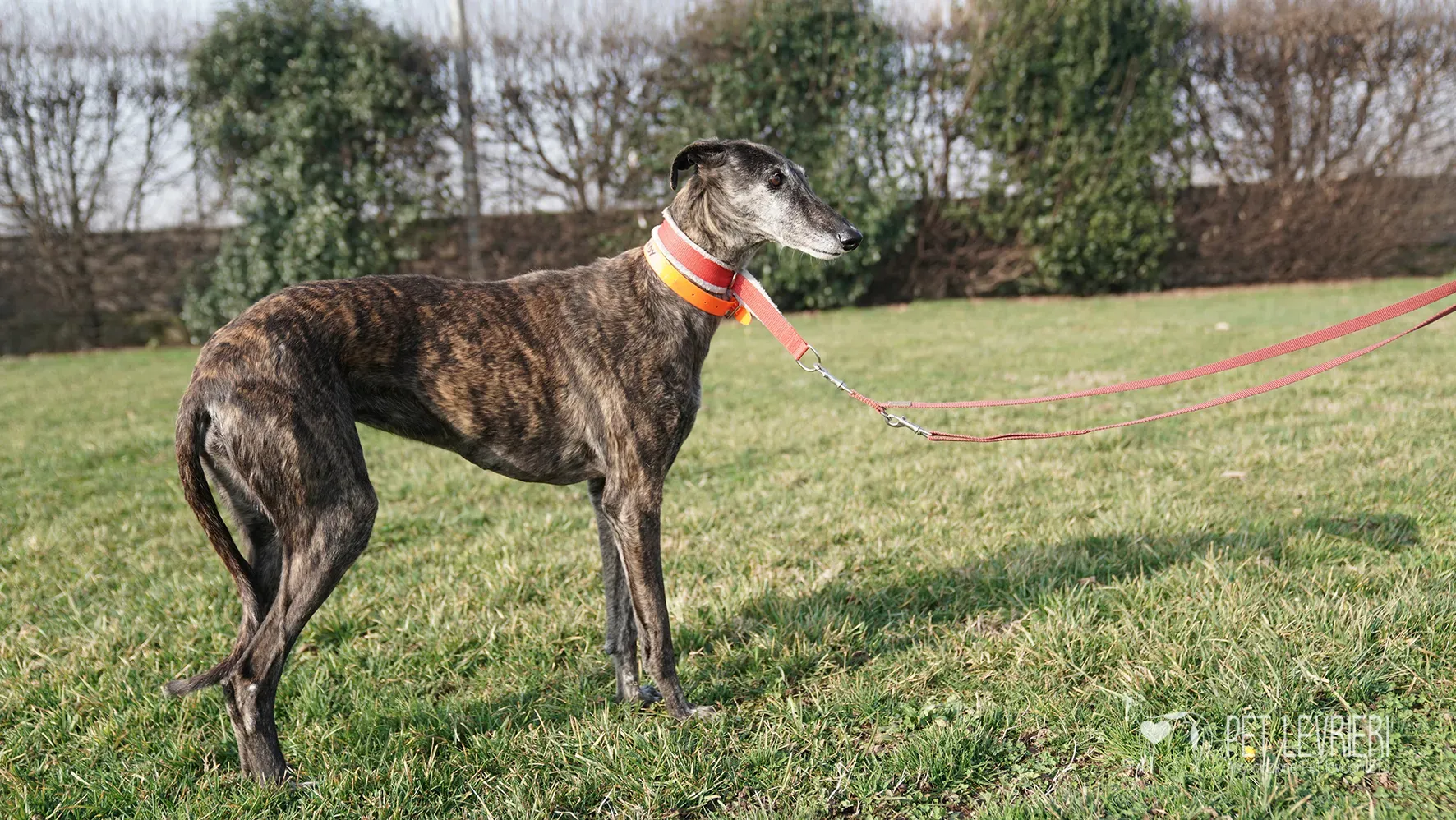 Candy galgo femmina adozione galgo arrivo 17febbraio 24 123