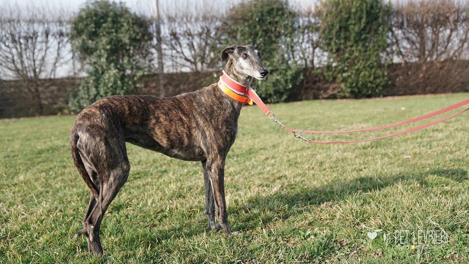 Candy galgo femmina adozione galgo arrivo 17febbraio 24 124