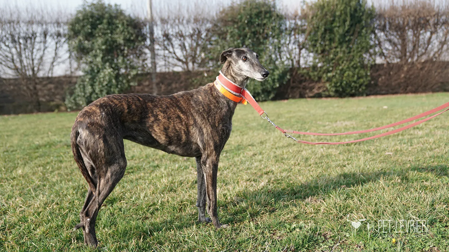 Candy galgo femmina adozione galgo arrivo 17febbraio 24 125