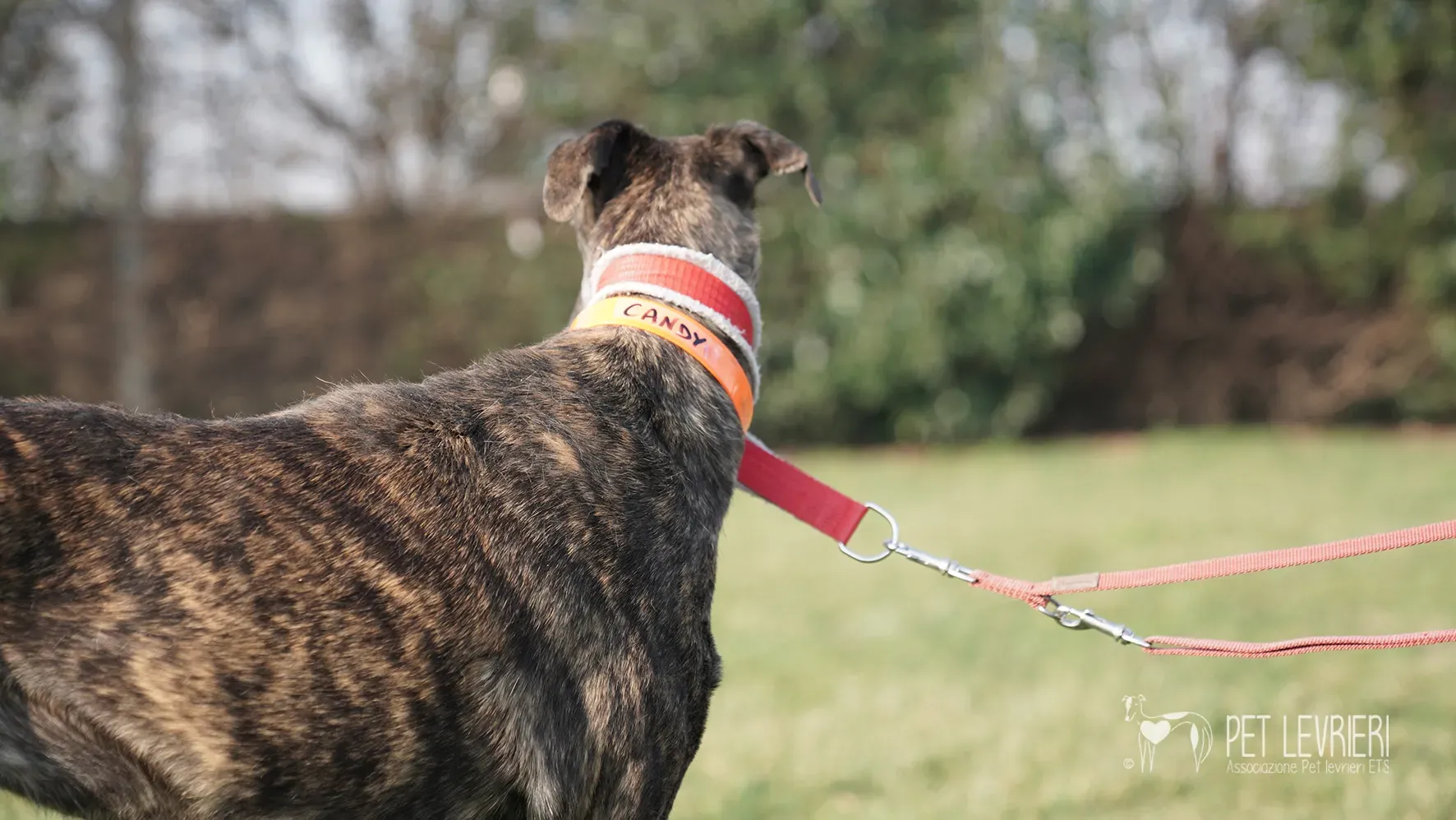 Candy galgo femmina adozione galgo arrivo 17febbraio 24 126