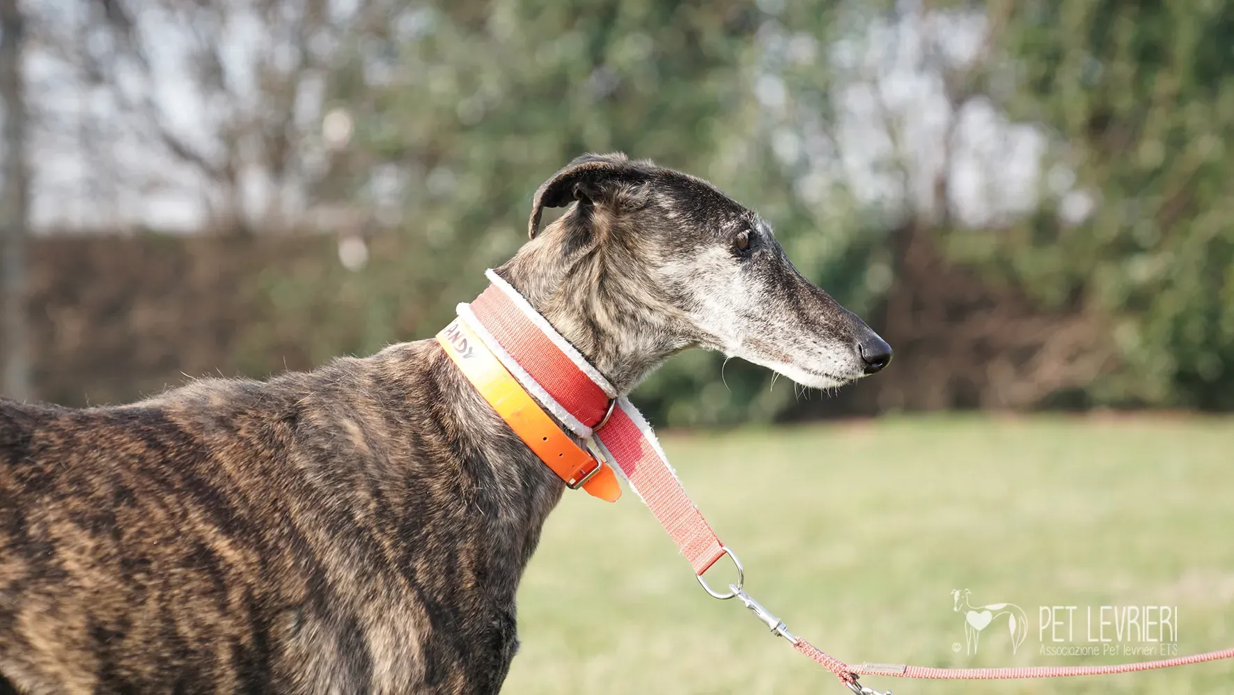 Candy galgo femmina adozione galgo arrivo 17febbraio 24 127