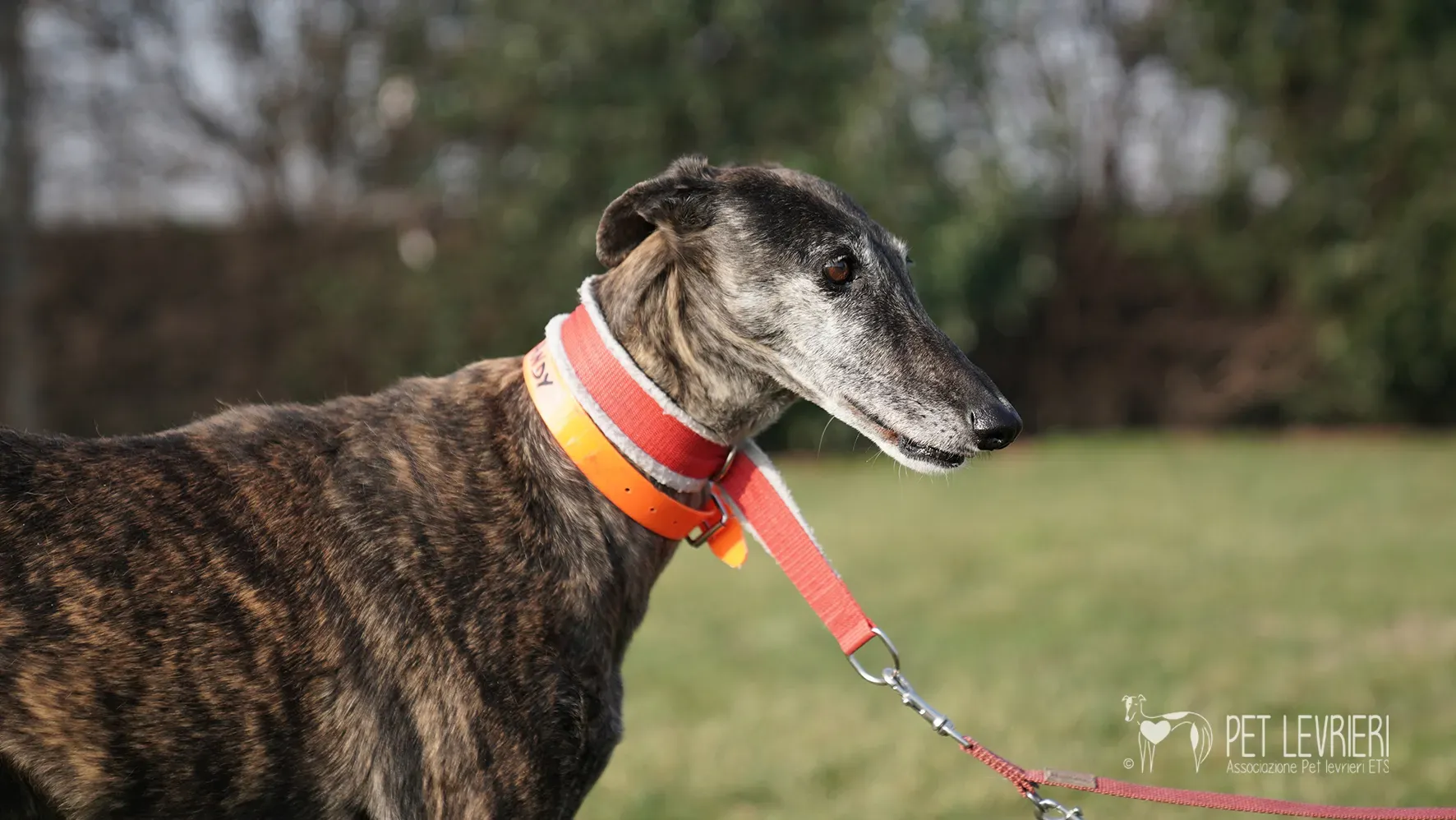 Candy galgo femmina adozione galgo arrivo 17febbraio 24 128