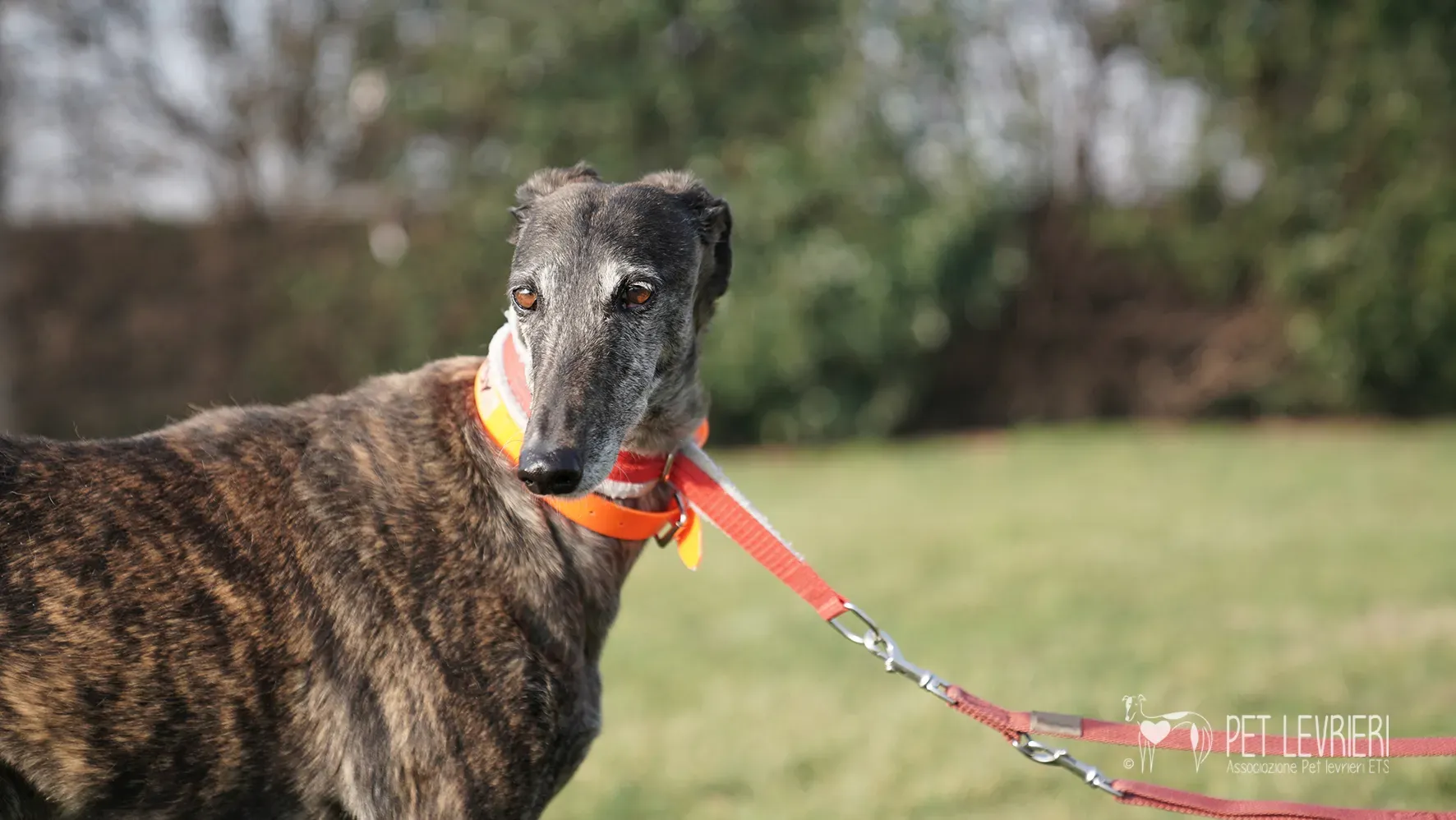 Candy galgo femmina adozione galgo arrivo 17febbraio 24 129