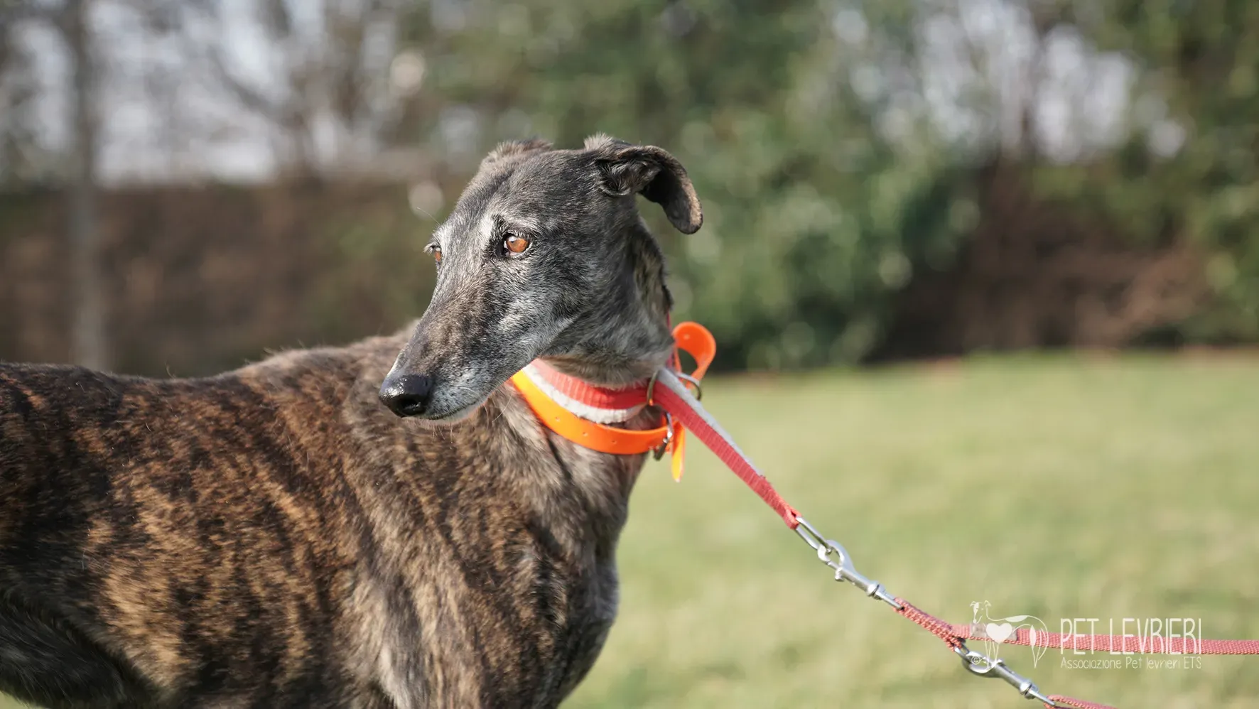 Candy galgo femmina adozione galgo arrivo 17febbraio 24 130