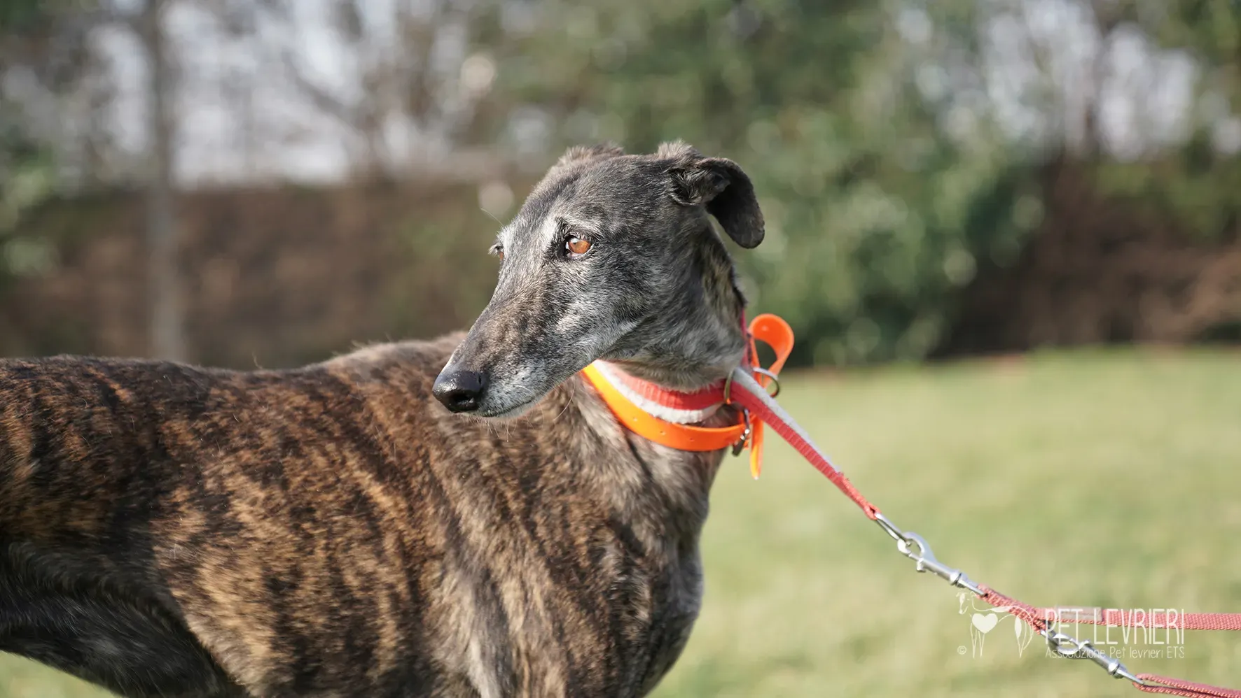 Candy galgo femmina adozione galgo arrivo 17febbraio 24 131