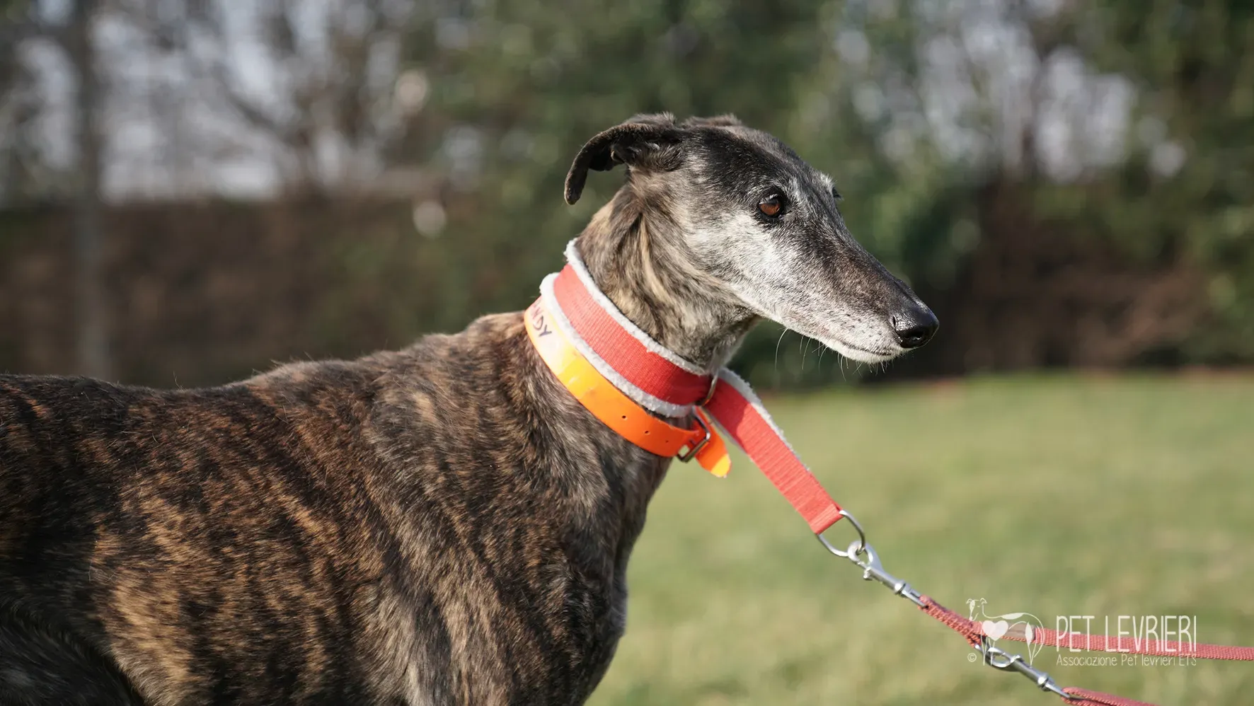 Candy galgo femmina adozione galgo arrivo 17febbraio 24 132