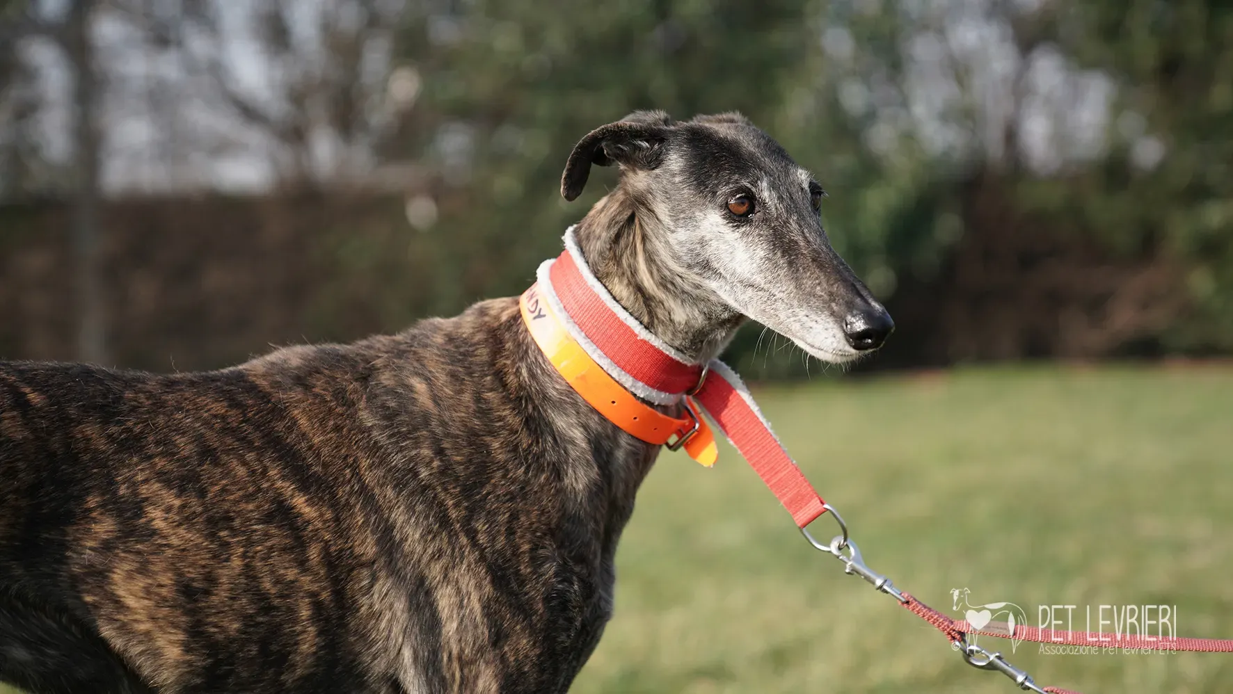 Candy galgo femmina adozione galgo arrivo 17febbraio 24 133