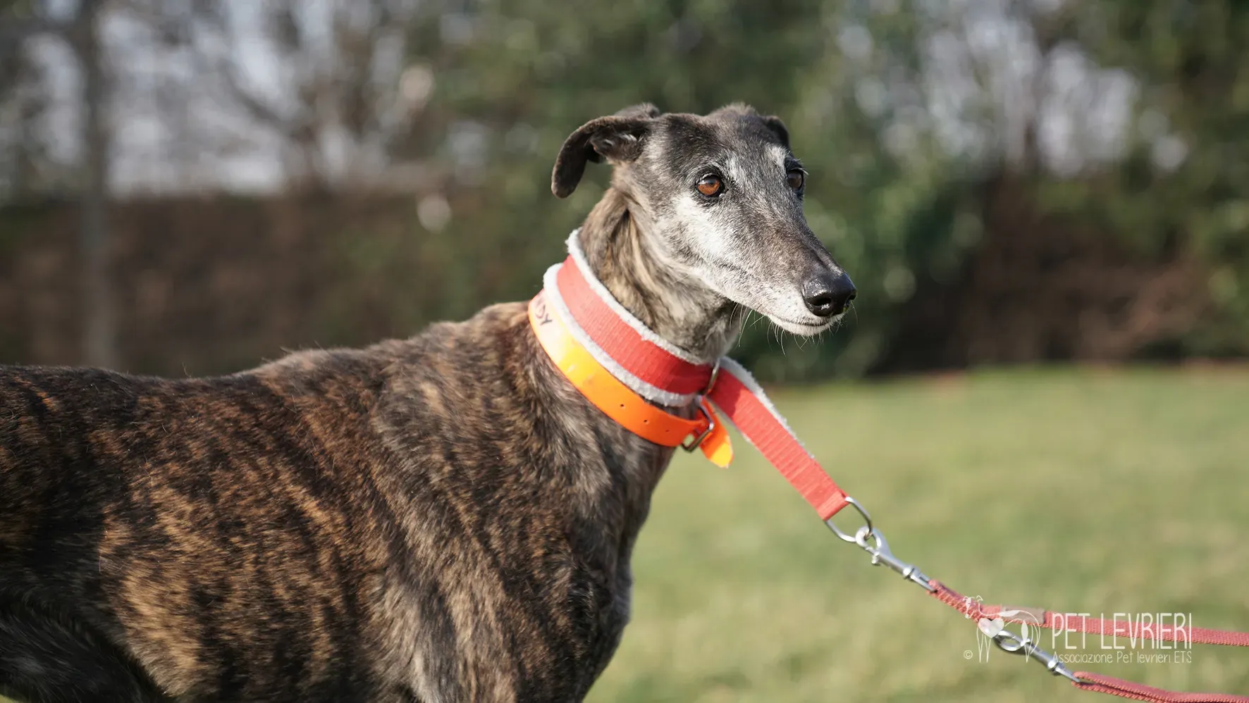 Candy galgo femmina adozione galgo arrivo 17febbraio 24 134