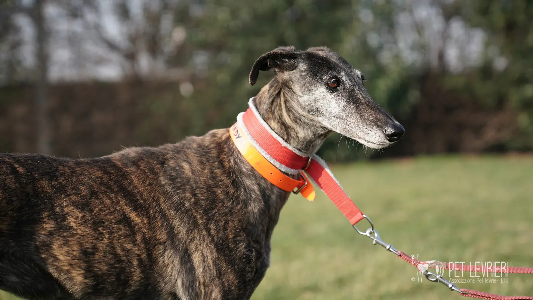 Candy galgo femmina adozione galgo arrivo 17febbraio 24 135