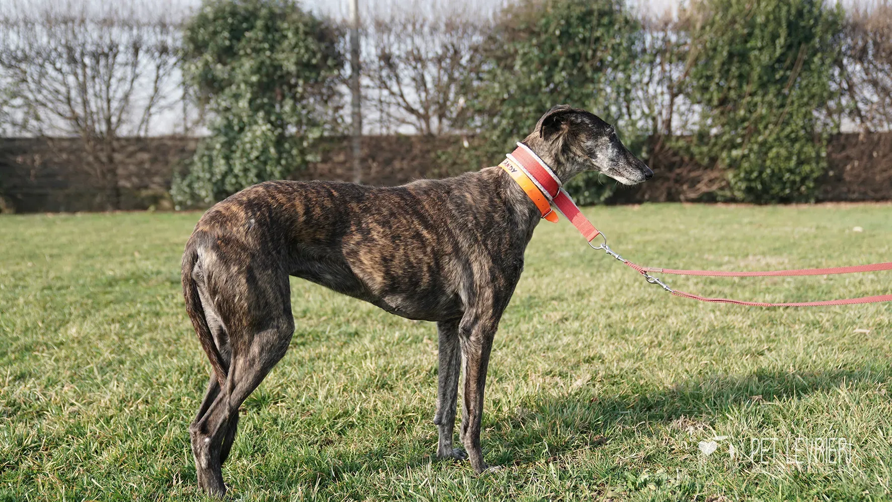 Candy galgo femmina adozione galgo arrivo 17febbraio 24 136