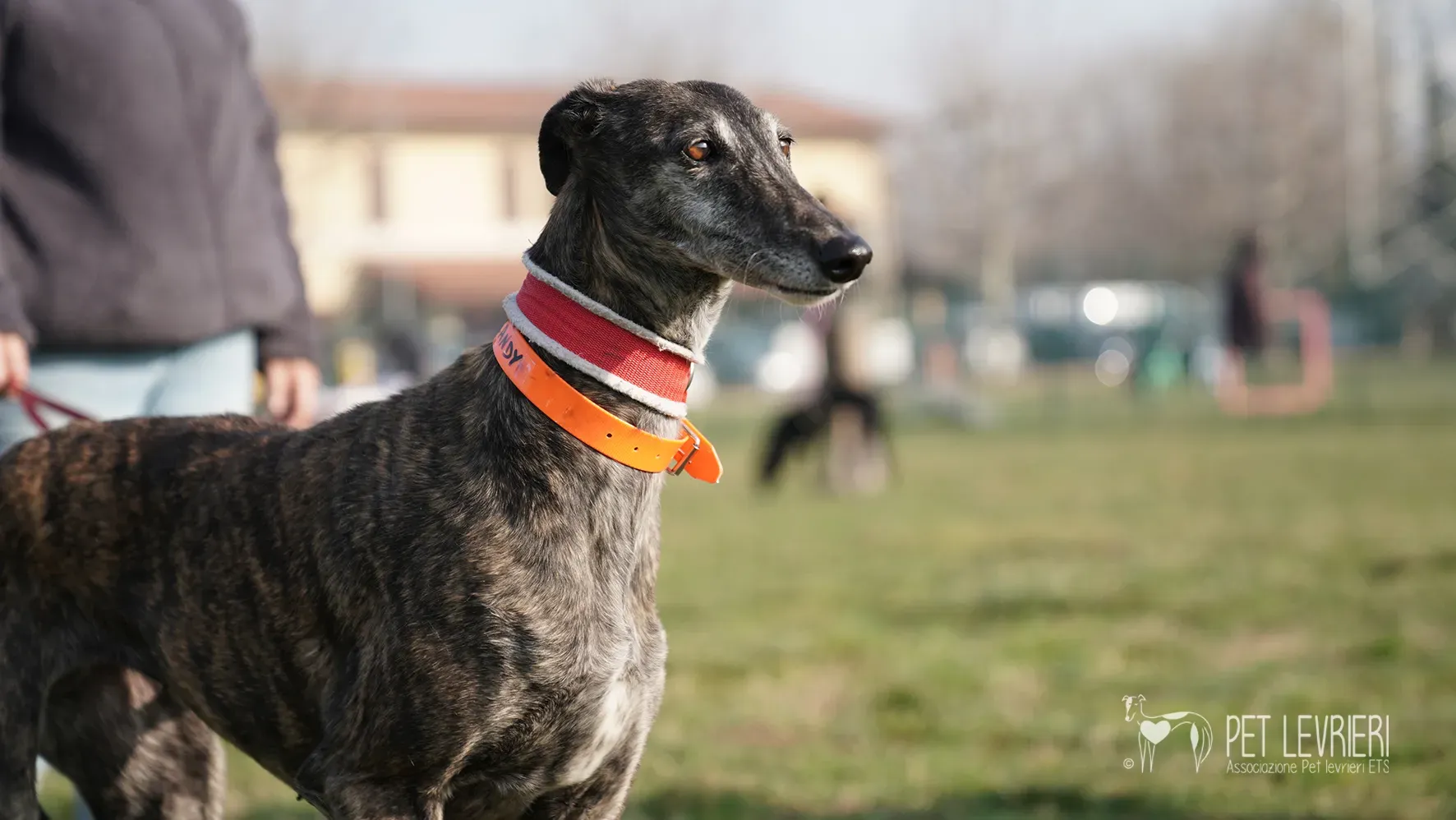 Candy galgo femmina adozione galgo arrivo 17febbraio 24 137