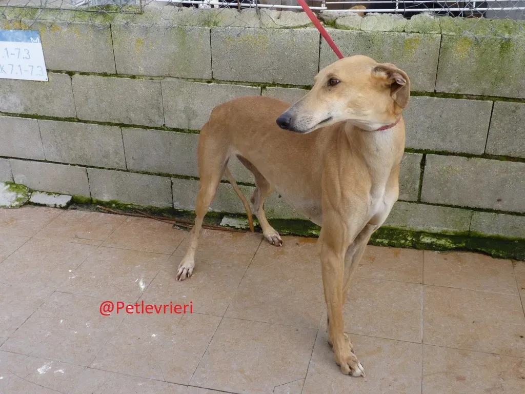 Canela adozione levrieri galgo 01