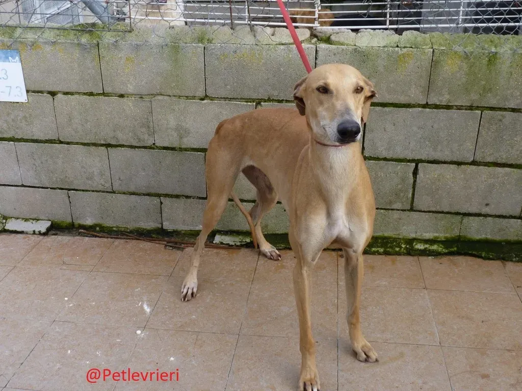 Canela adozione levrieri galgo 02