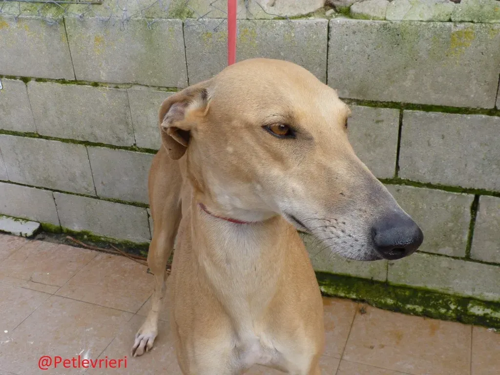 Canela adozione levrieri galgo 03